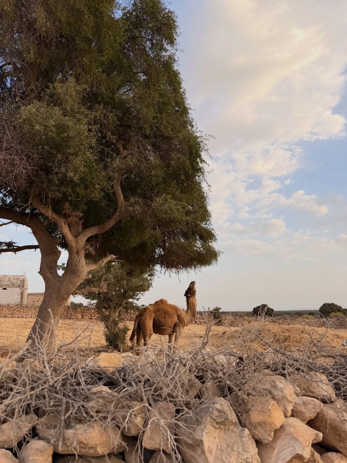 Back in Morocco, and I think I could photograph in this light forever. It&rsquo;s soft, dreamy and covers everything it touches in an apricot tinged hue. 

Some frames from our road trip from Agadir to our villa in Sidi Kaouki. A few quiet days of du