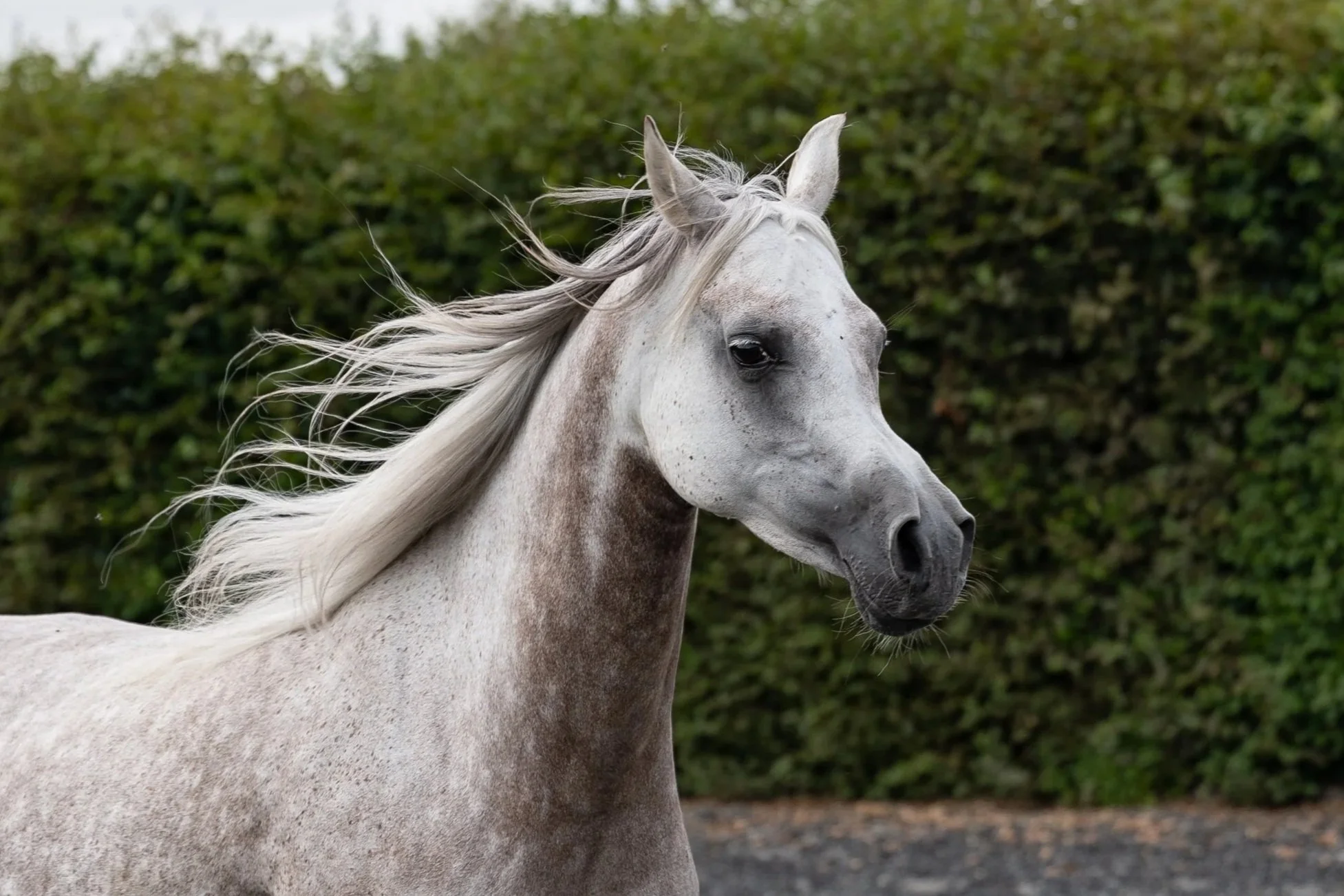 grey arabian horse