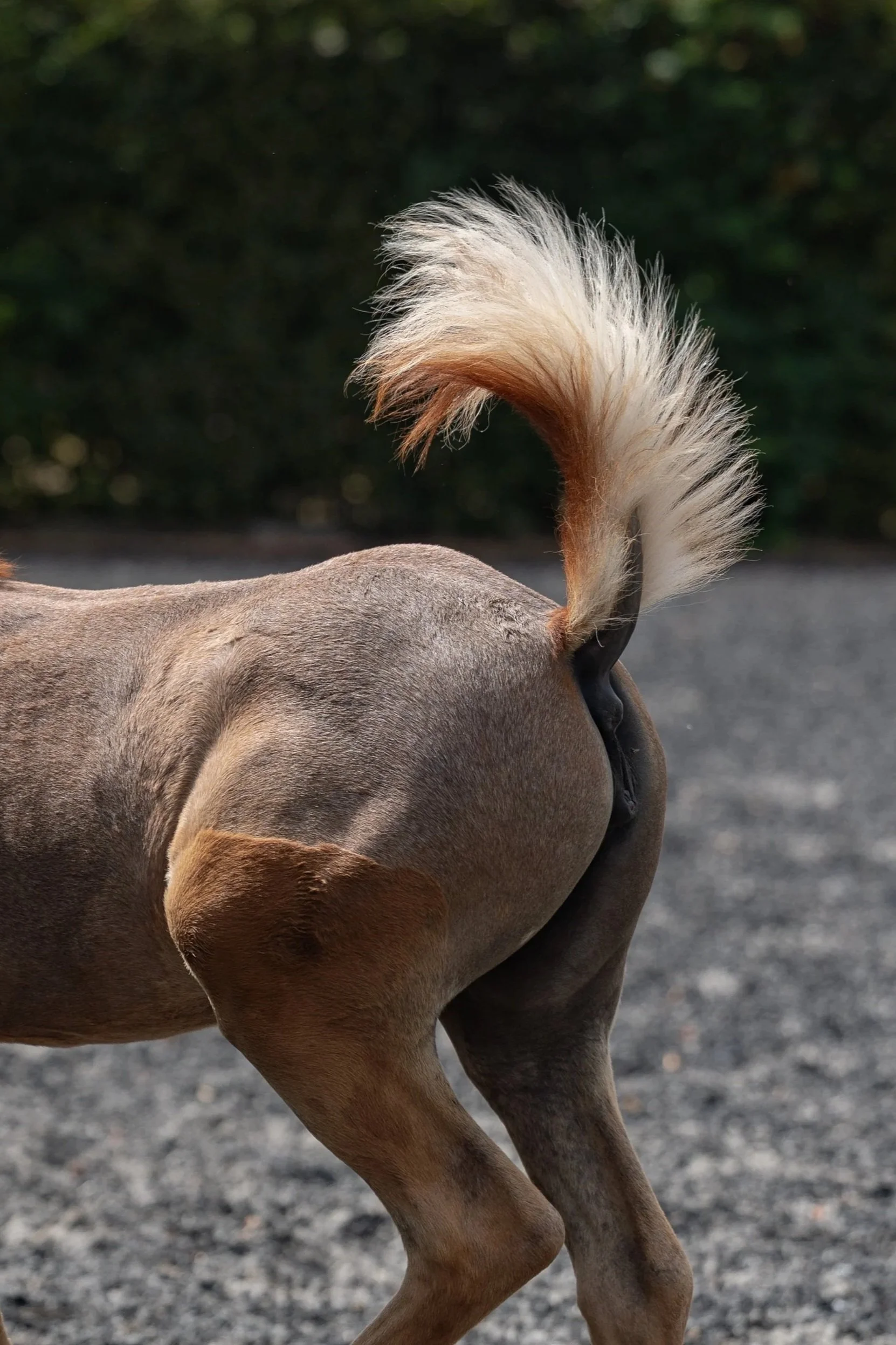 chestnut Arabian foal
