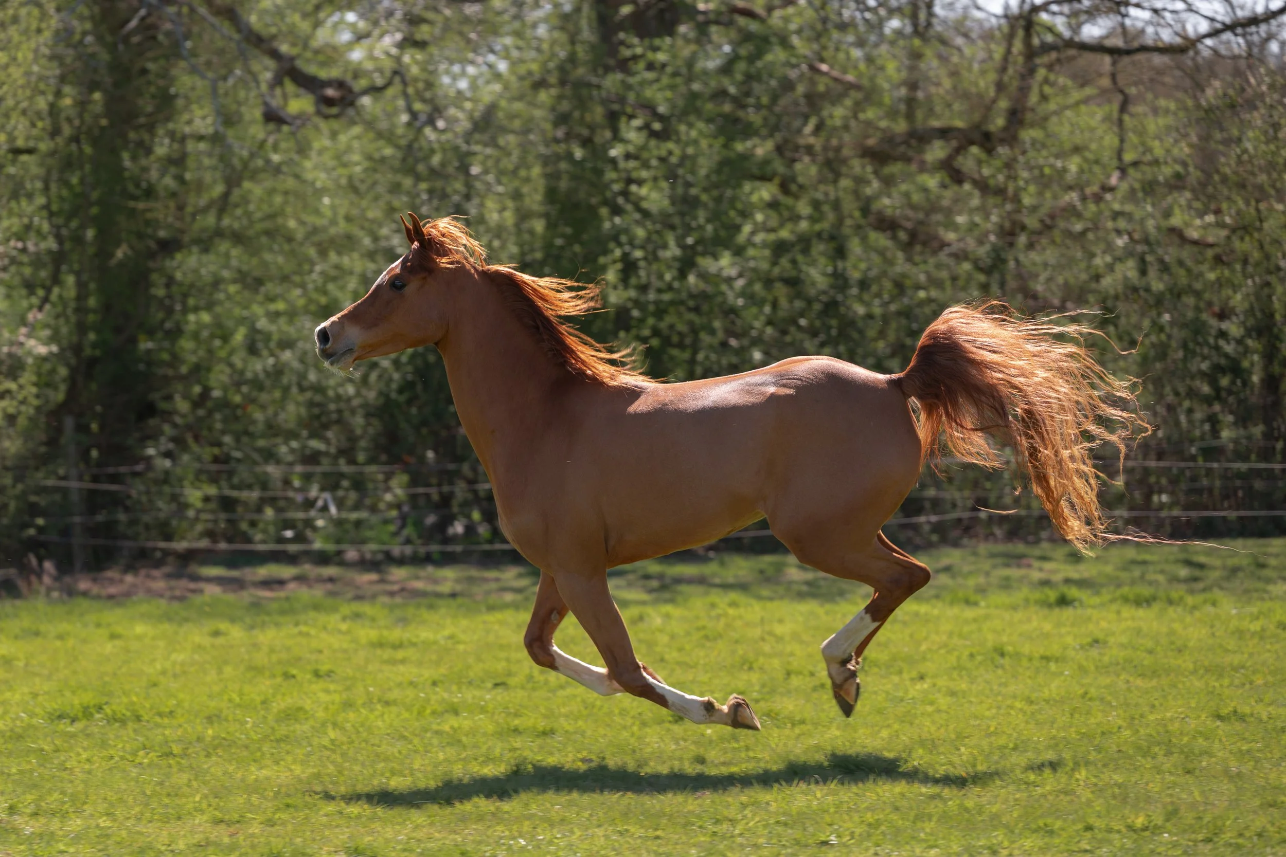 Arabian galloping free