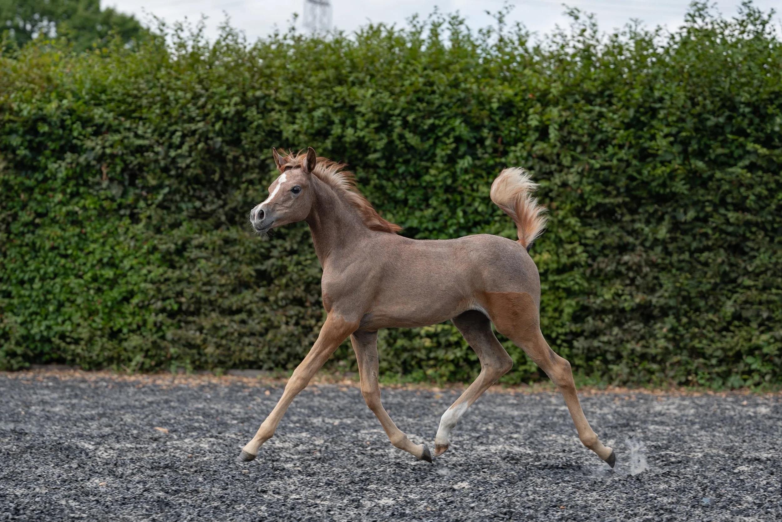 chestnut Arabian foal 
