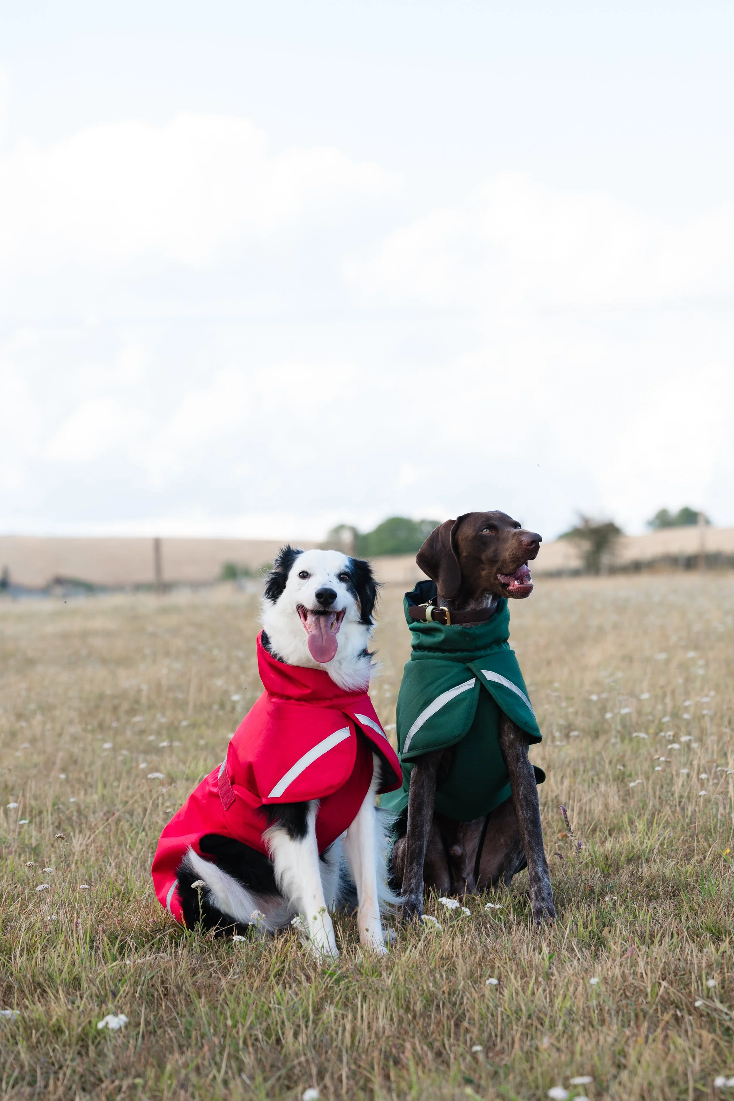 collie and German short haired pointer wearing coats