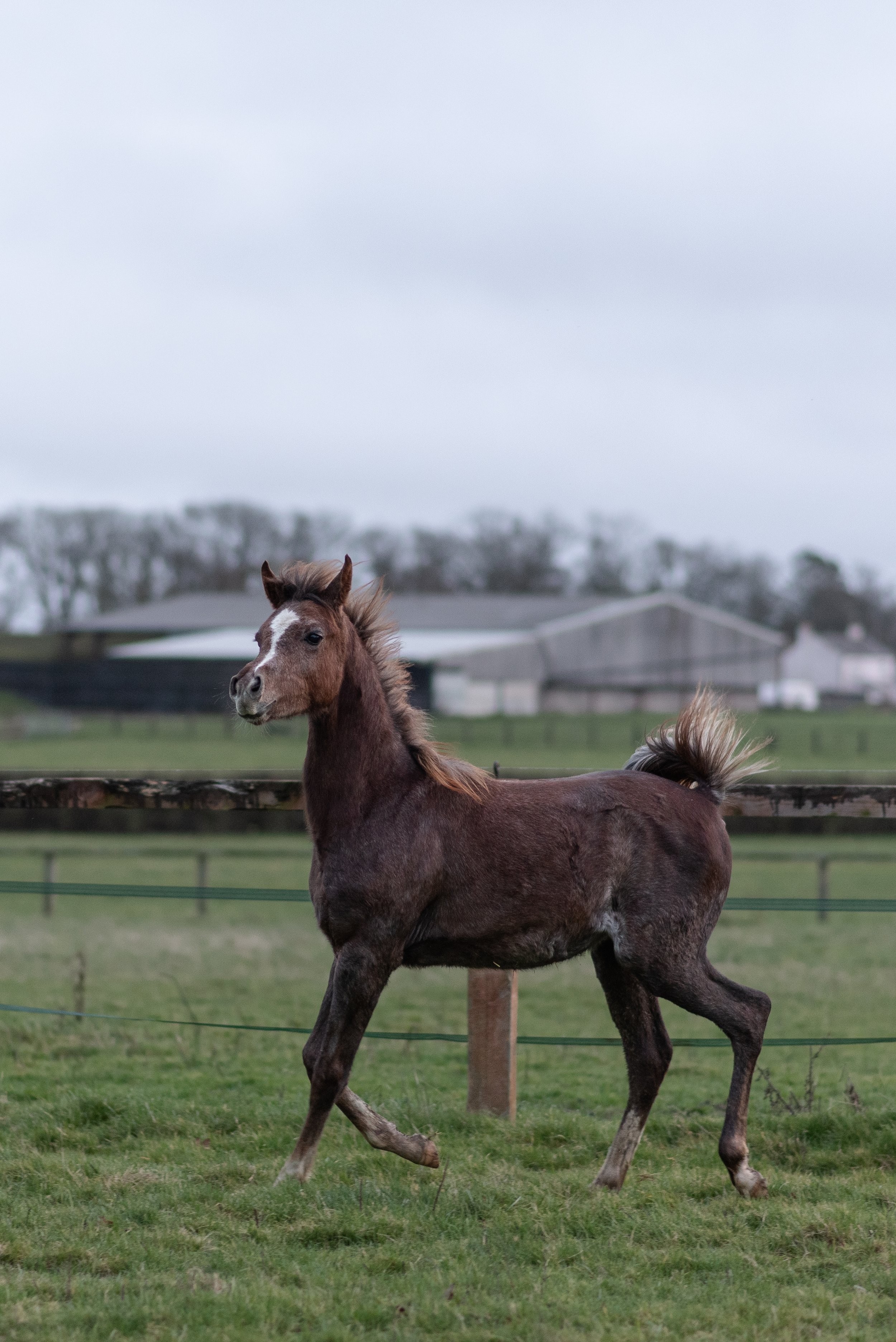 Young horse trotting in a fenced grassy field with barns in the background.