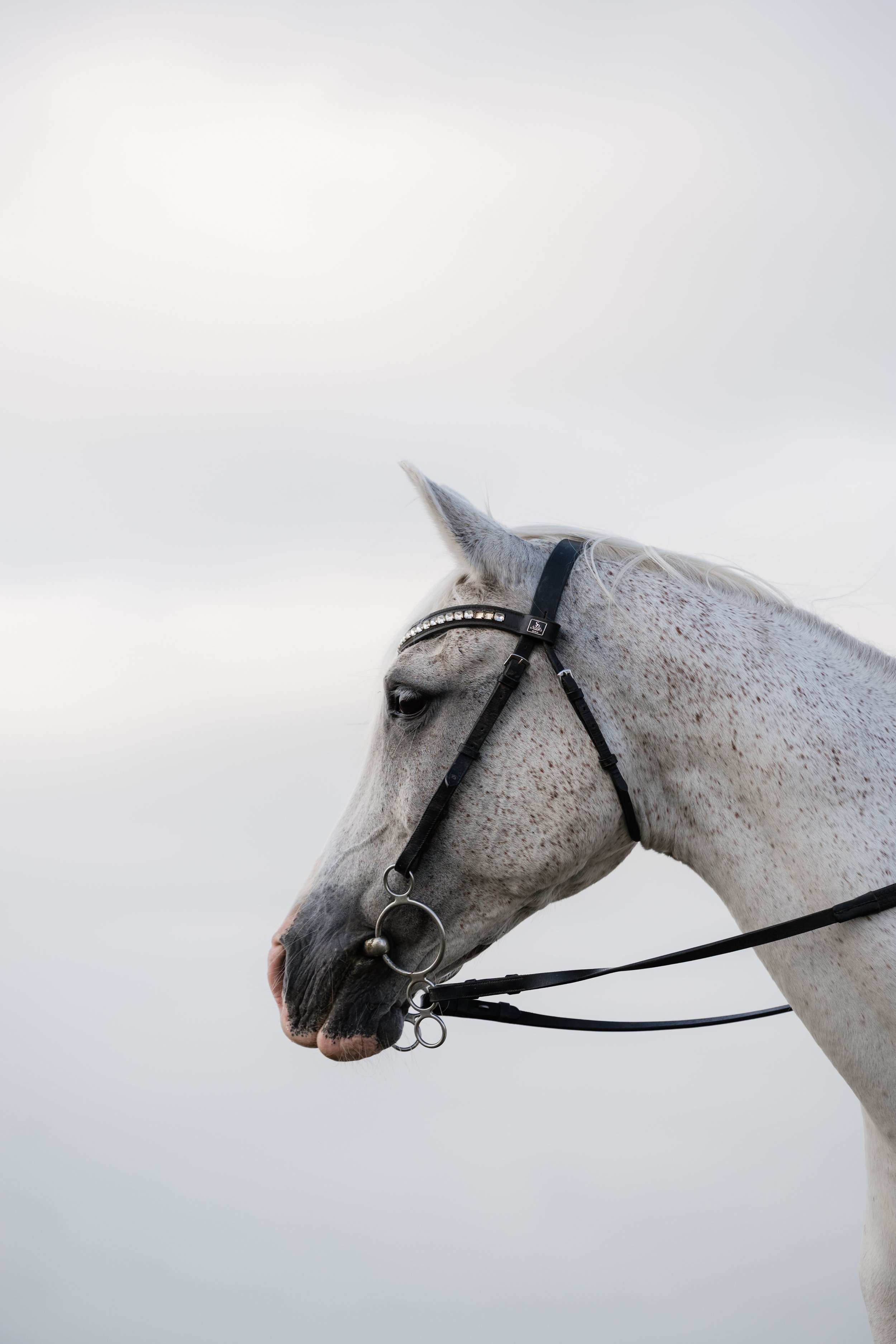 fleabitten grey Arabian horse in bridle 