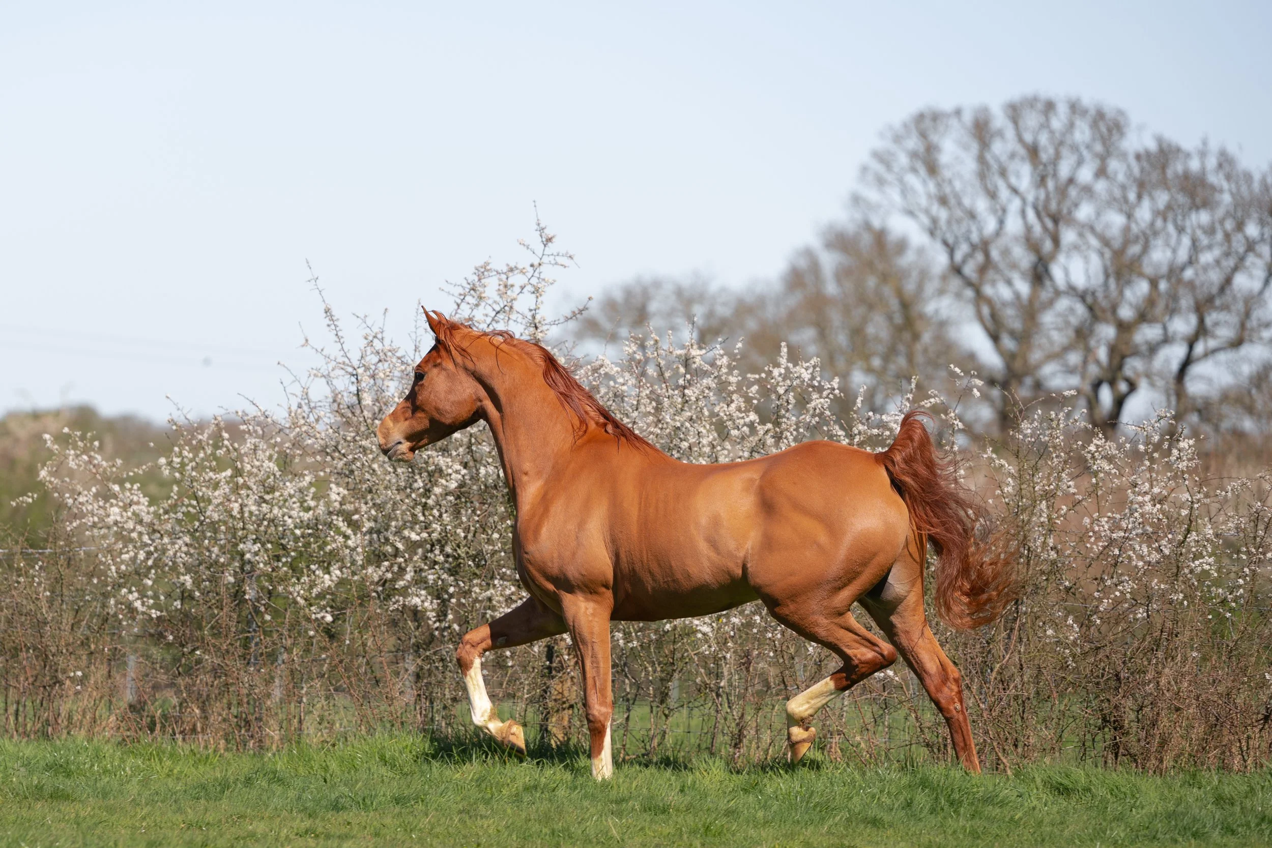 chestnut Arabian trotting in a field