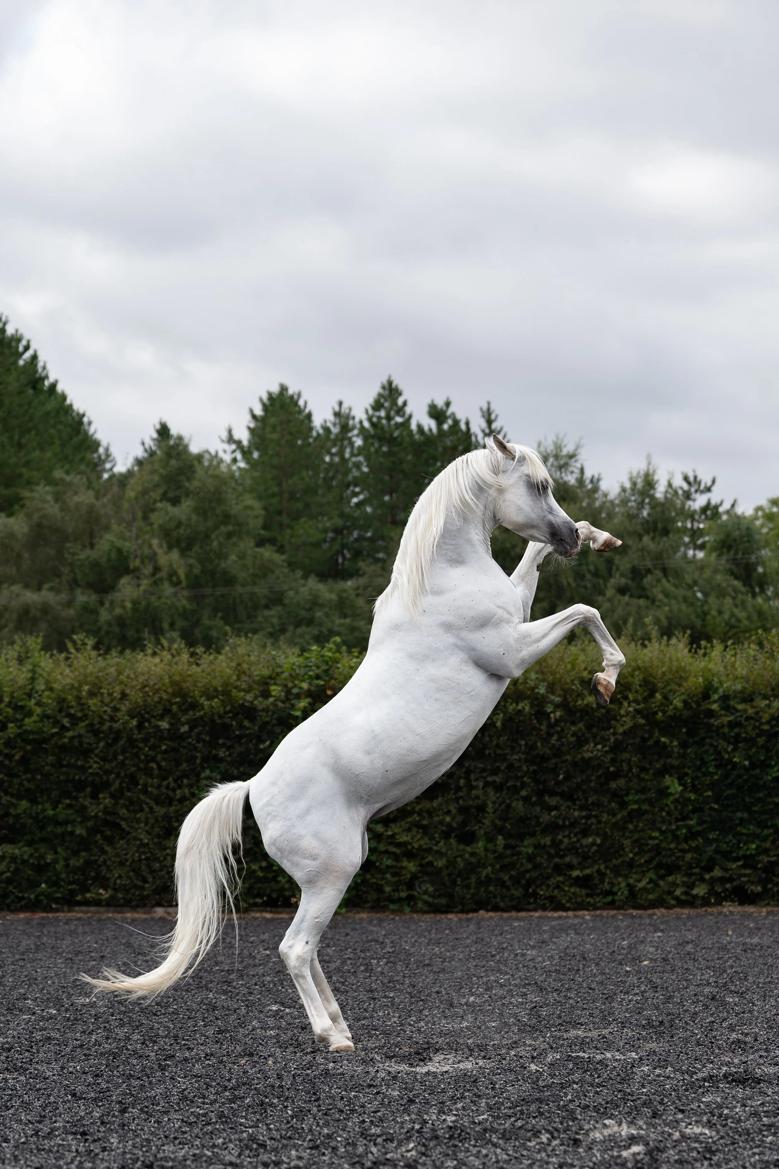 grey arabian rearing horse