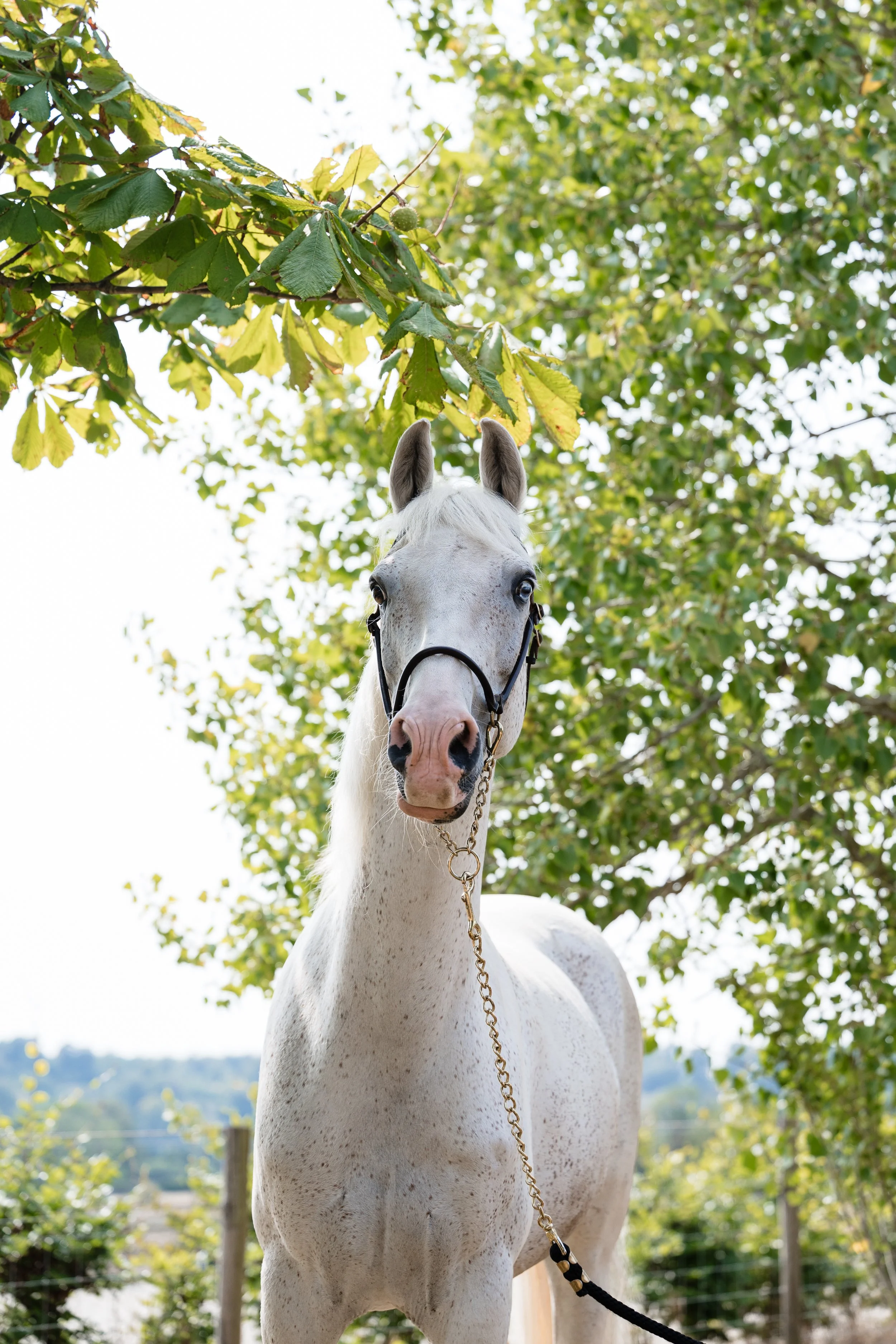 grey Arabian horse