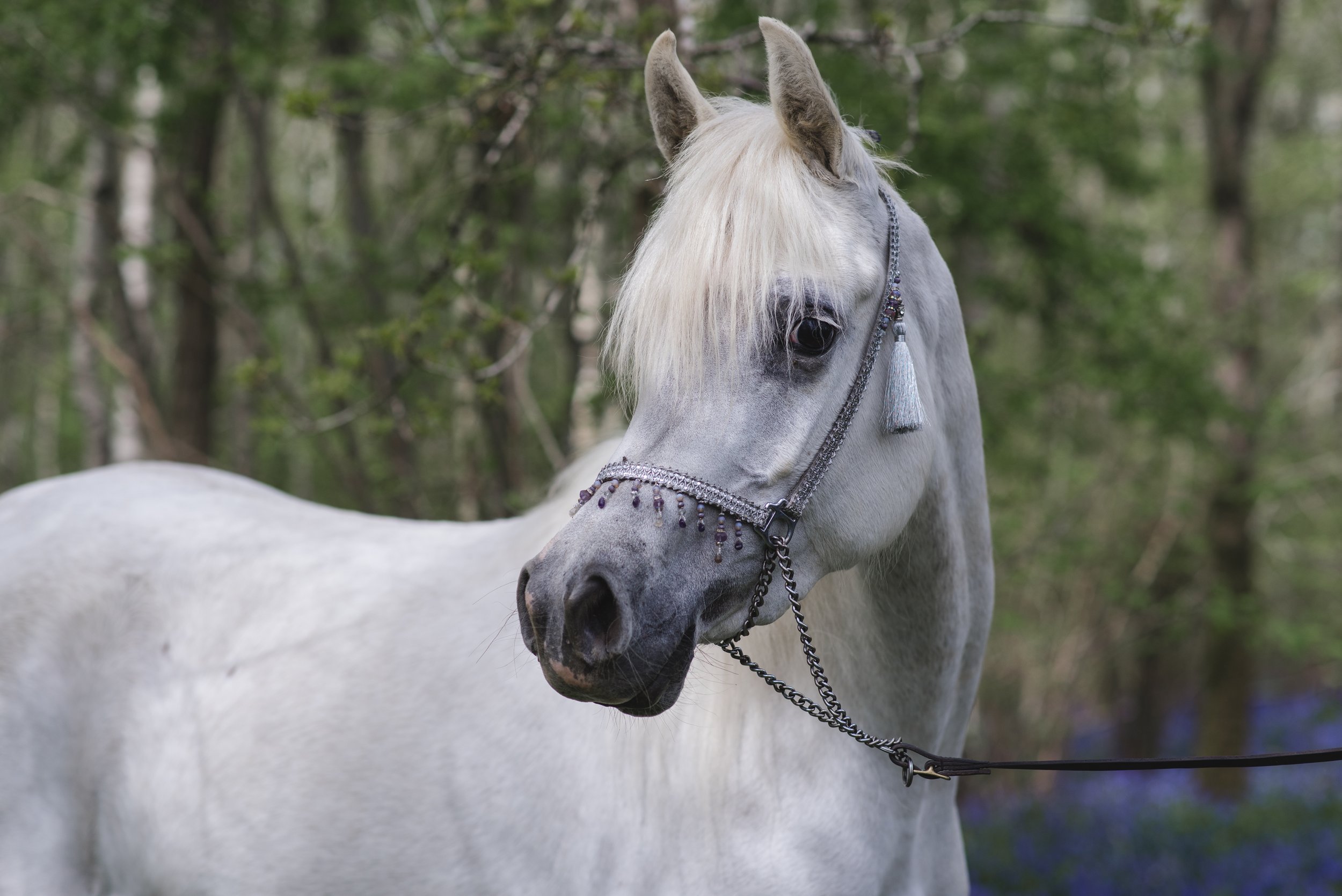 A close-up of a grey Arabian horse with a decorative bridle in a nature setting.