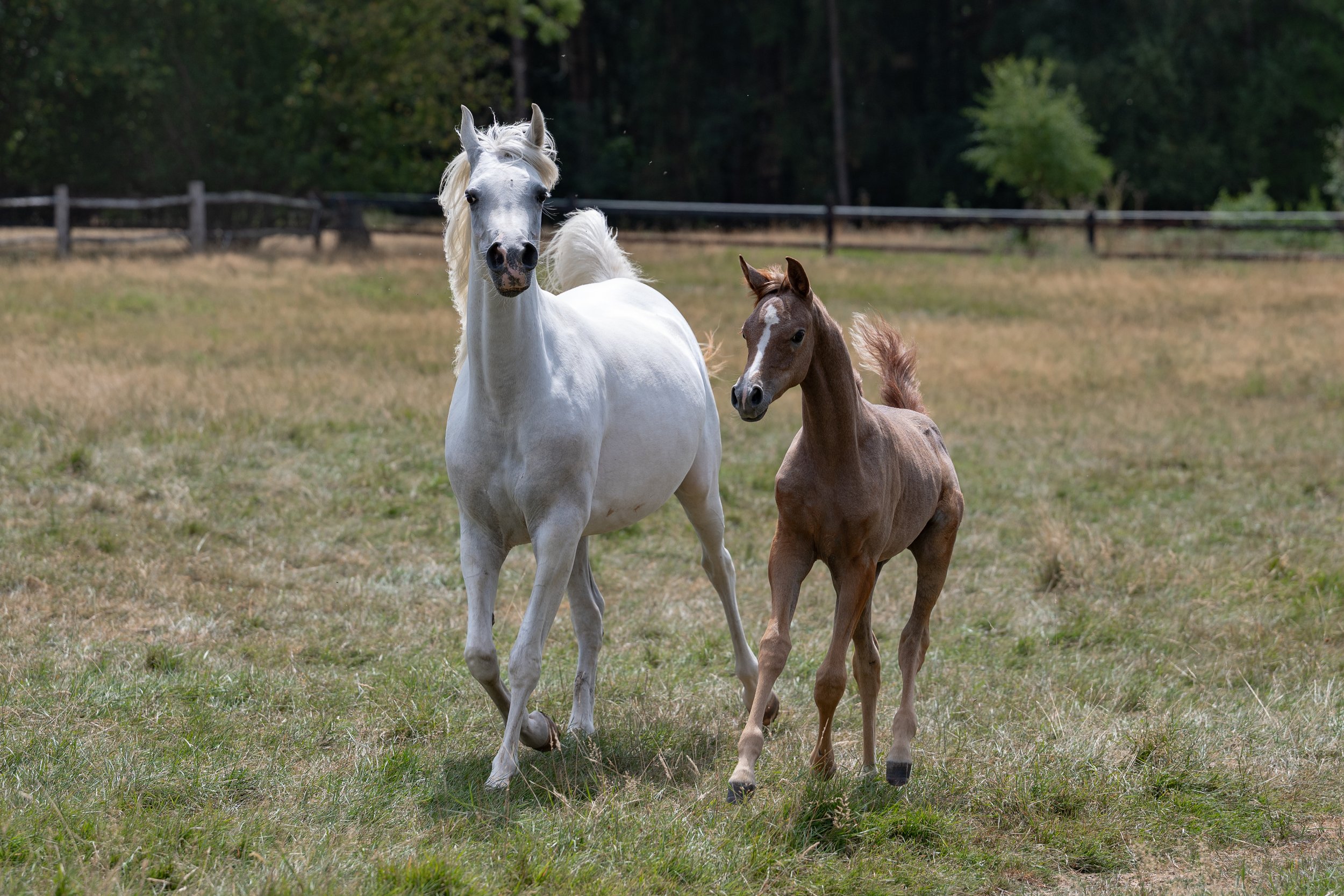 A white horse and a brown foal walking in a grassy field with trees and a fence in the background.