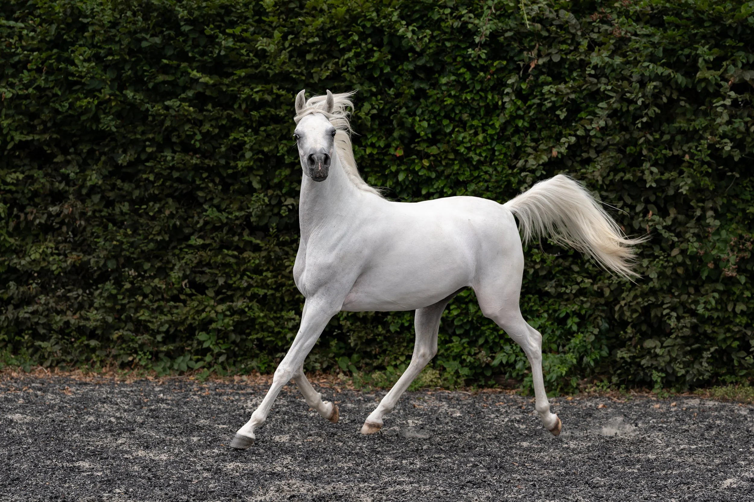 grey arabian horse
