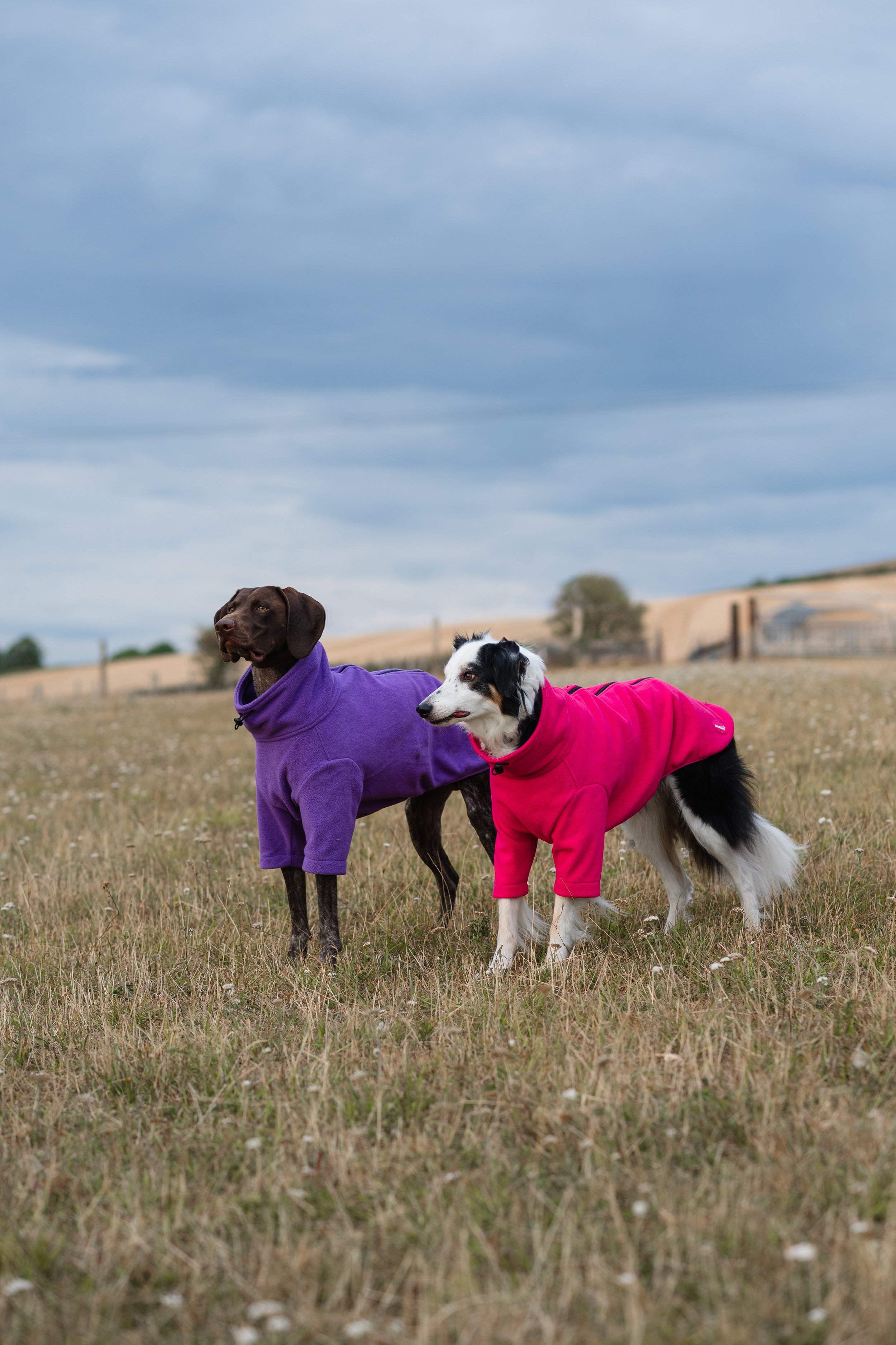collie and German short haired pointer wearing fleece jumpers