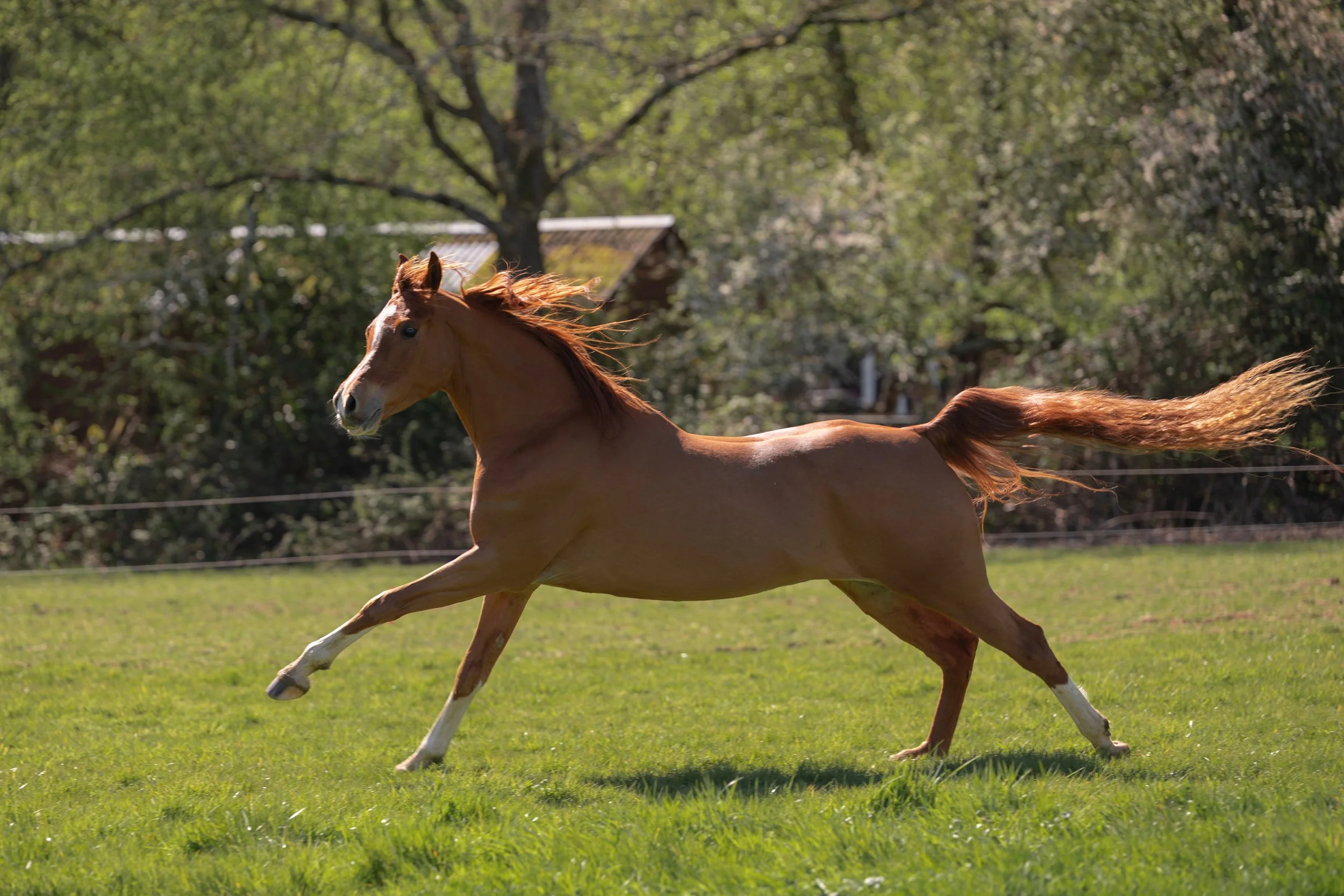 Arabian galloping free
