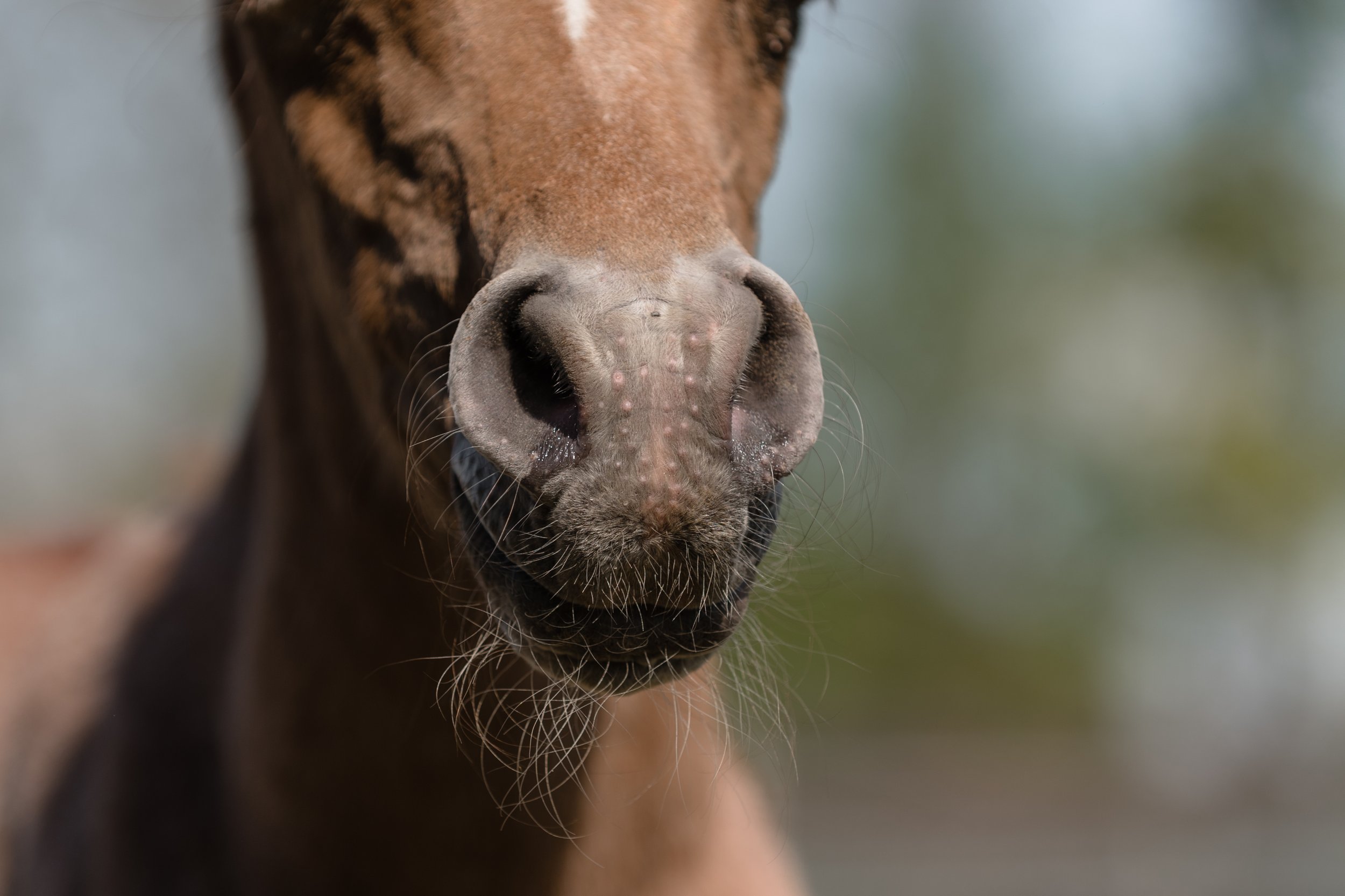 Close-up of a horse's nose and mouth with whiskers.