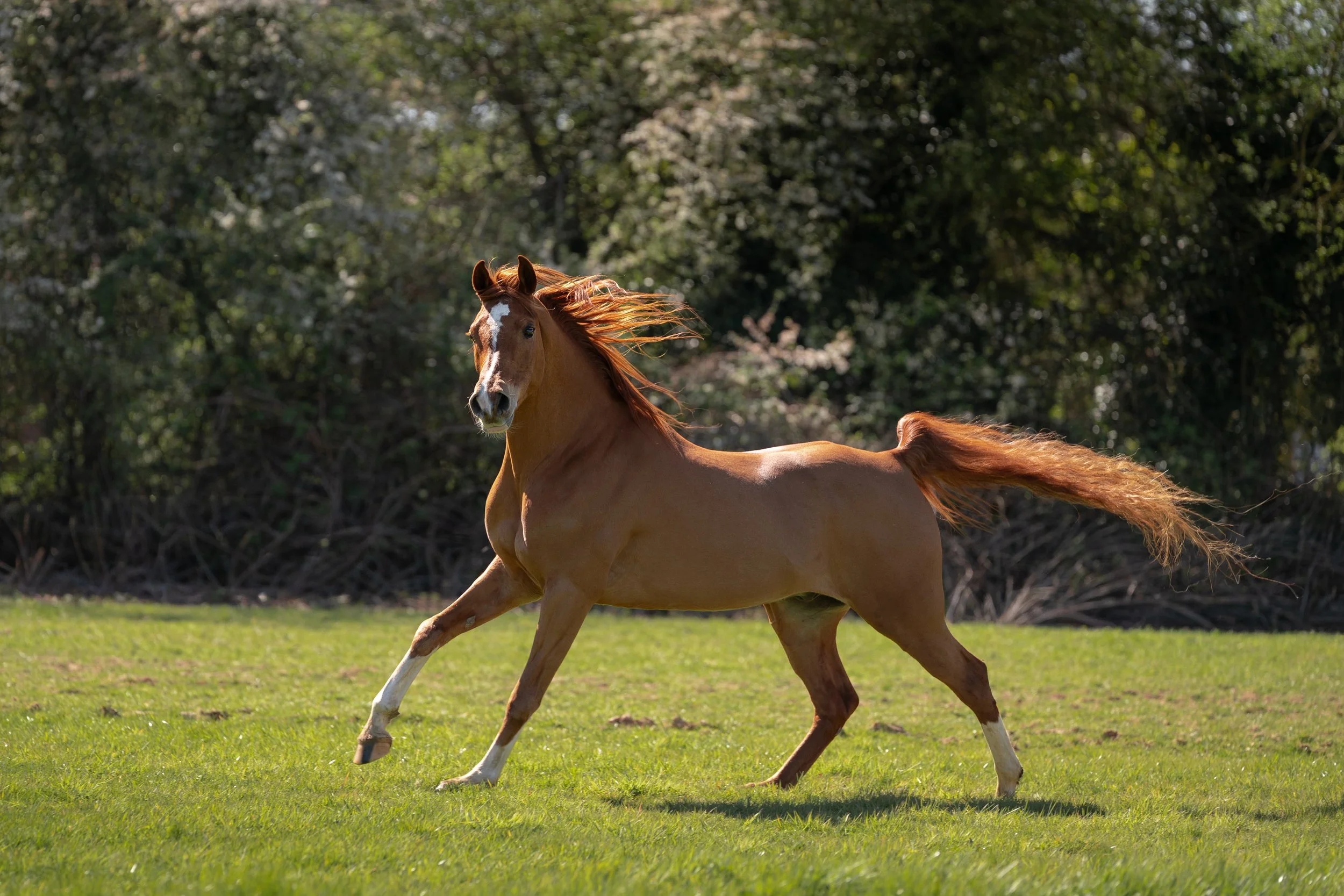 Arabian galloping free
