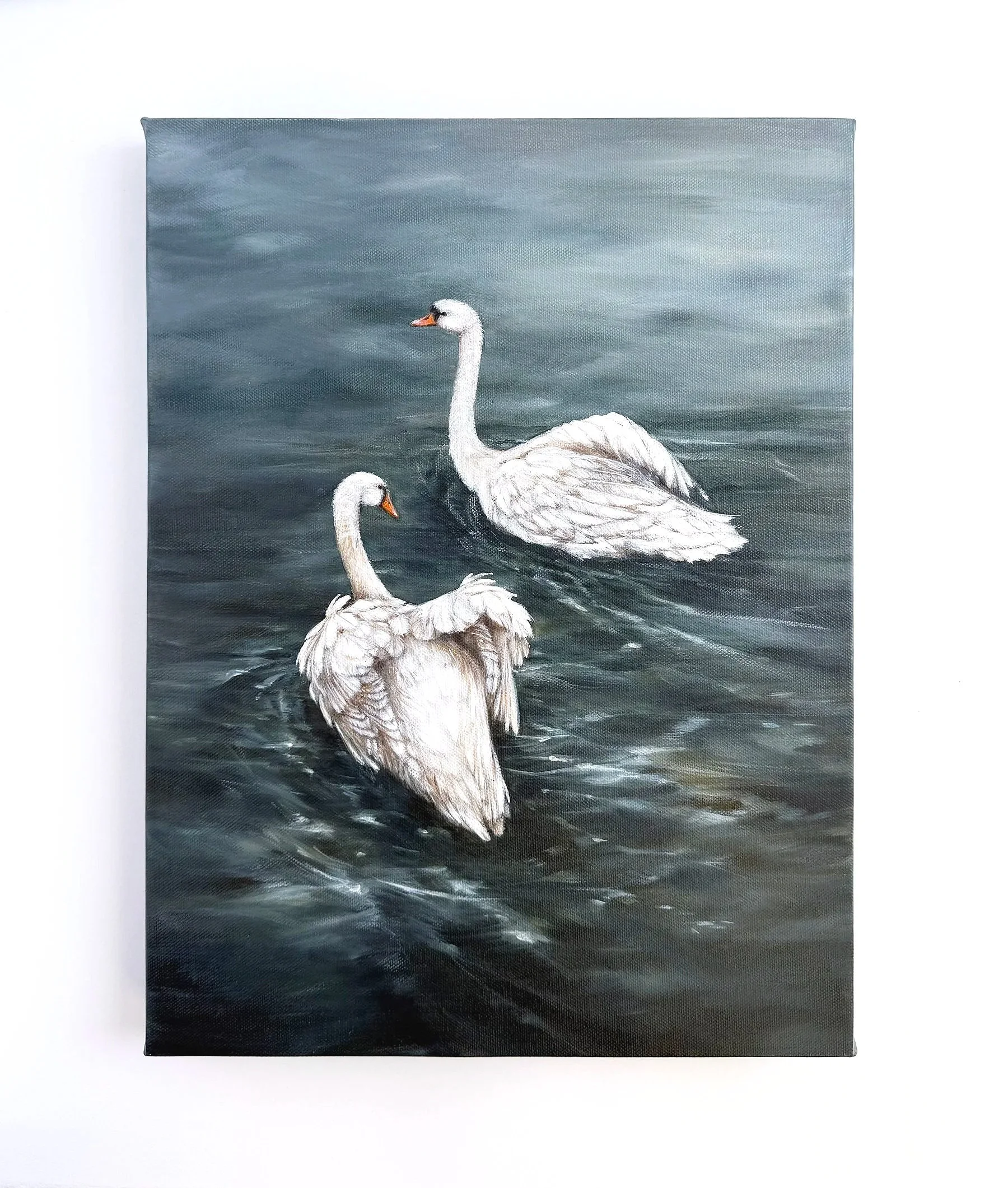 swans swimming