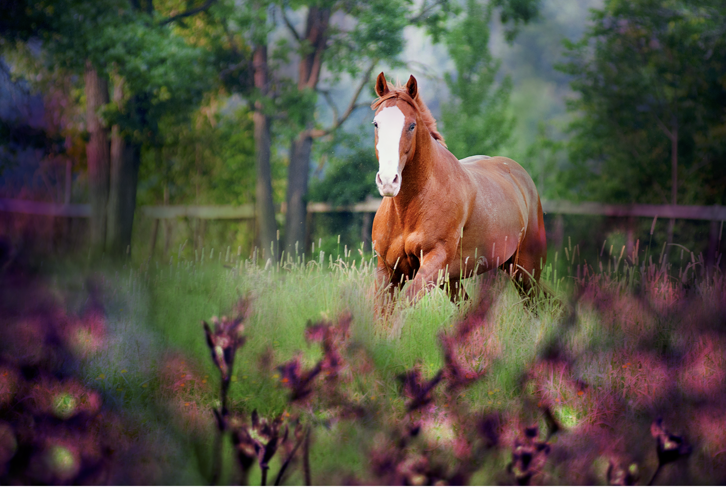 In Honour of My Emma