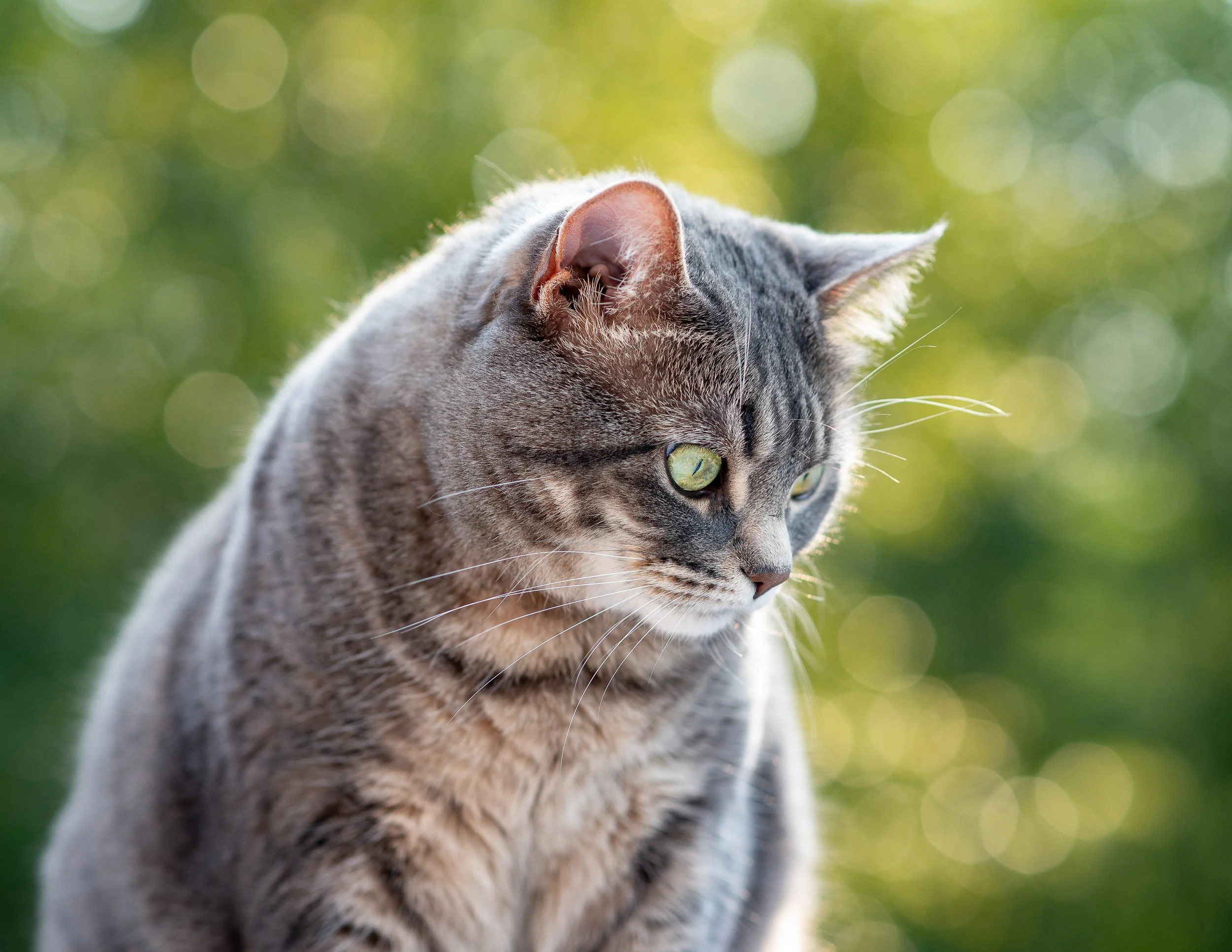 What does an Animal Death Doula...do?