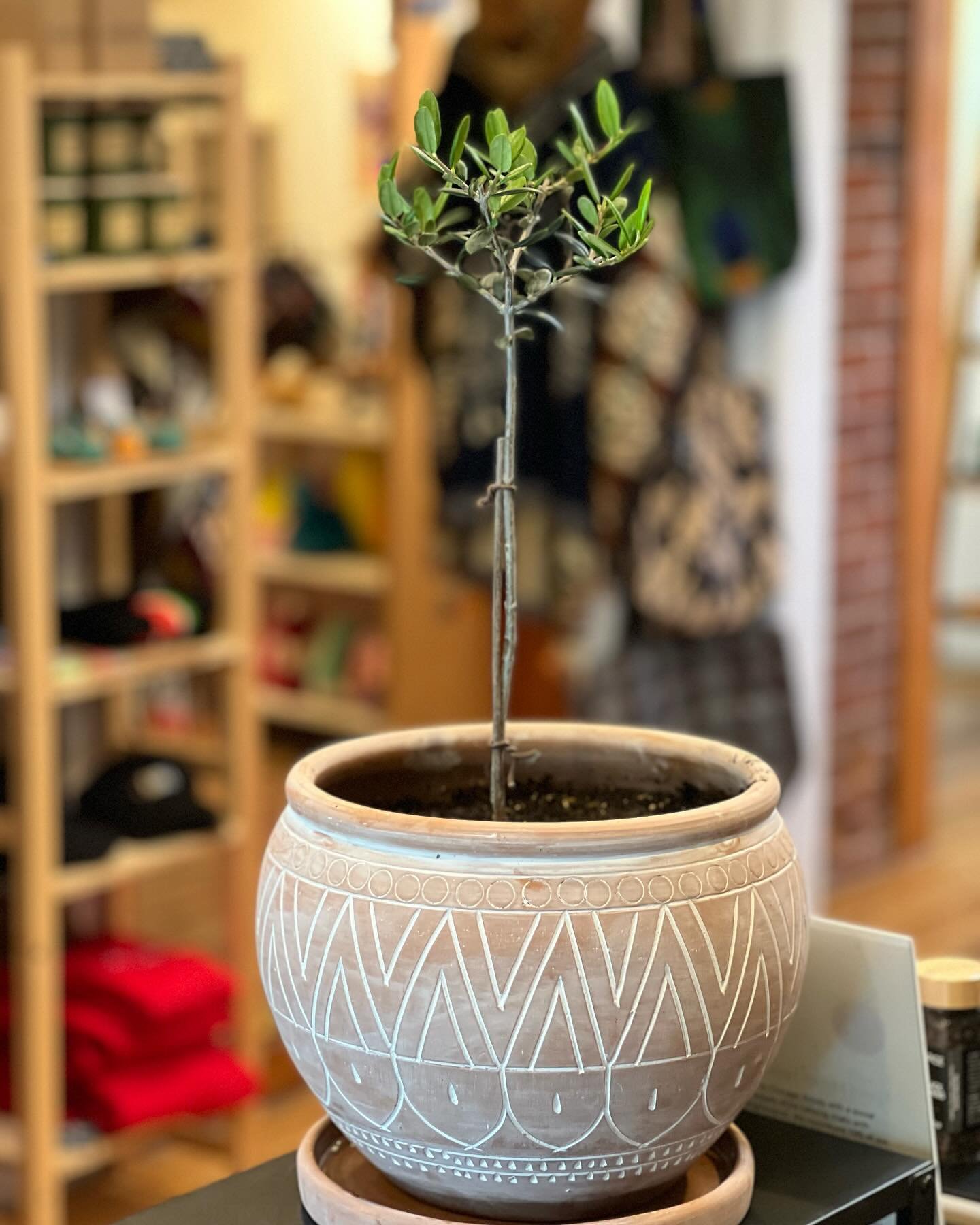 The newest addition to our store d&eacute;cor.. an Olive Tree for peace and friendship. 

Thank you @milehighurbanfarming for selling beautiful plants &amp; being great neighbors during the farmers market.
