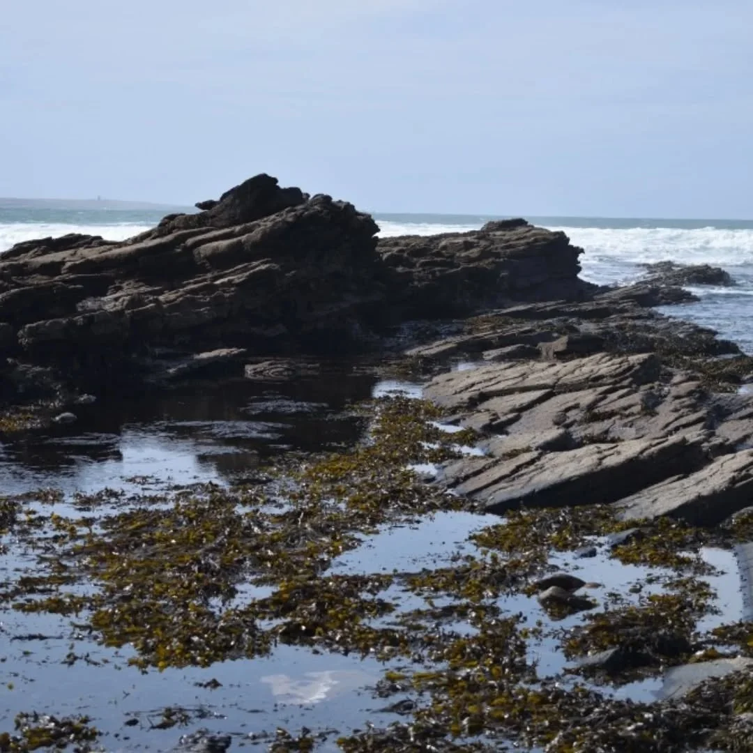 Yesterday's treasures
Many thanks to Oonagh from @wildkitchen_lahinch for the introduction to the magical world of seaweeds 💙
#nofilterneeded #seaweeds #lifeohlife🎶