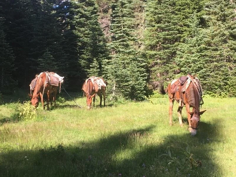 Radar, Lizzy, and Sunday enjoying some high mountain grass in The William O.