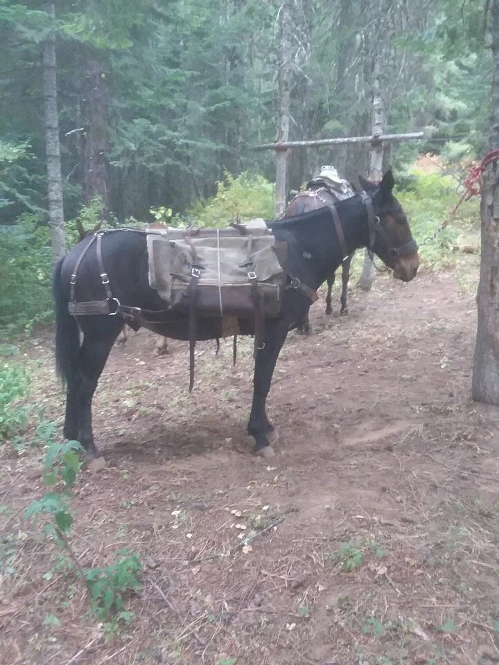 Here’s Lefty proudly wearing his armor. Have you ever seen a better looking pack mule?