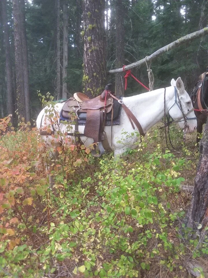 Here’s Cosmo all slicked off and looking awesome! Great picture of WPO’s MVP