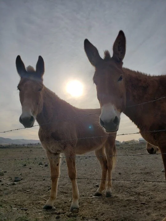 Two of our 4 year old mules, Blondie and Poppy. A couple good looking girls.
