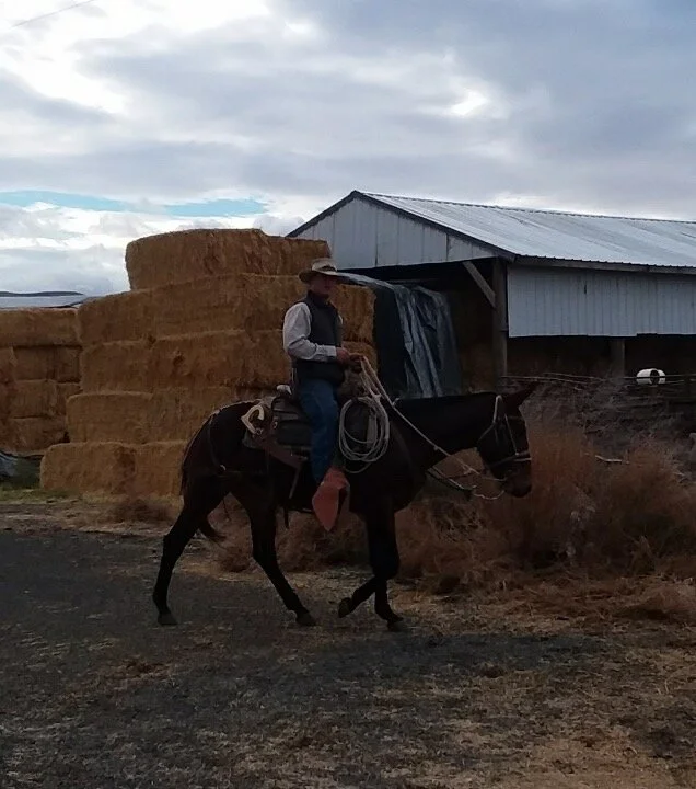 Here’s Cody and Daisy coming back from gathering cows.