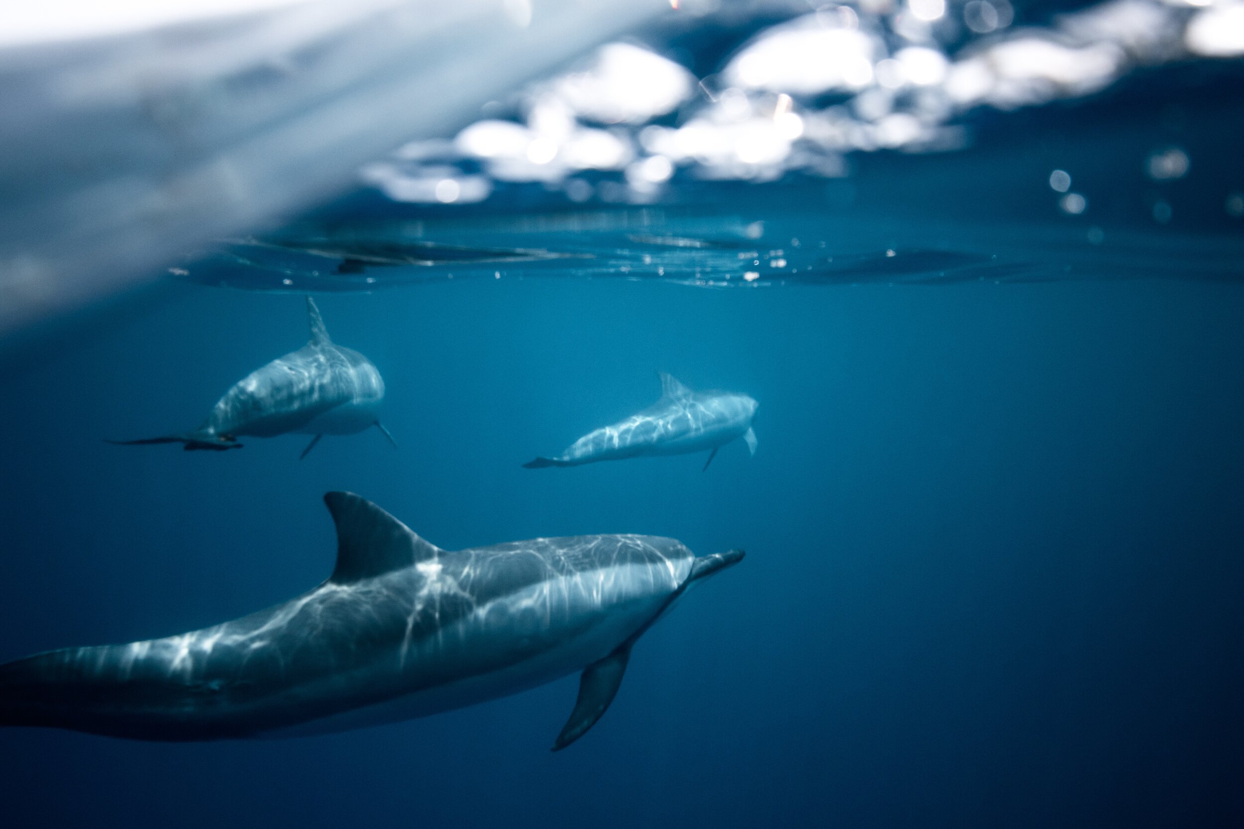 dolphins-in-water-2922672.jpg