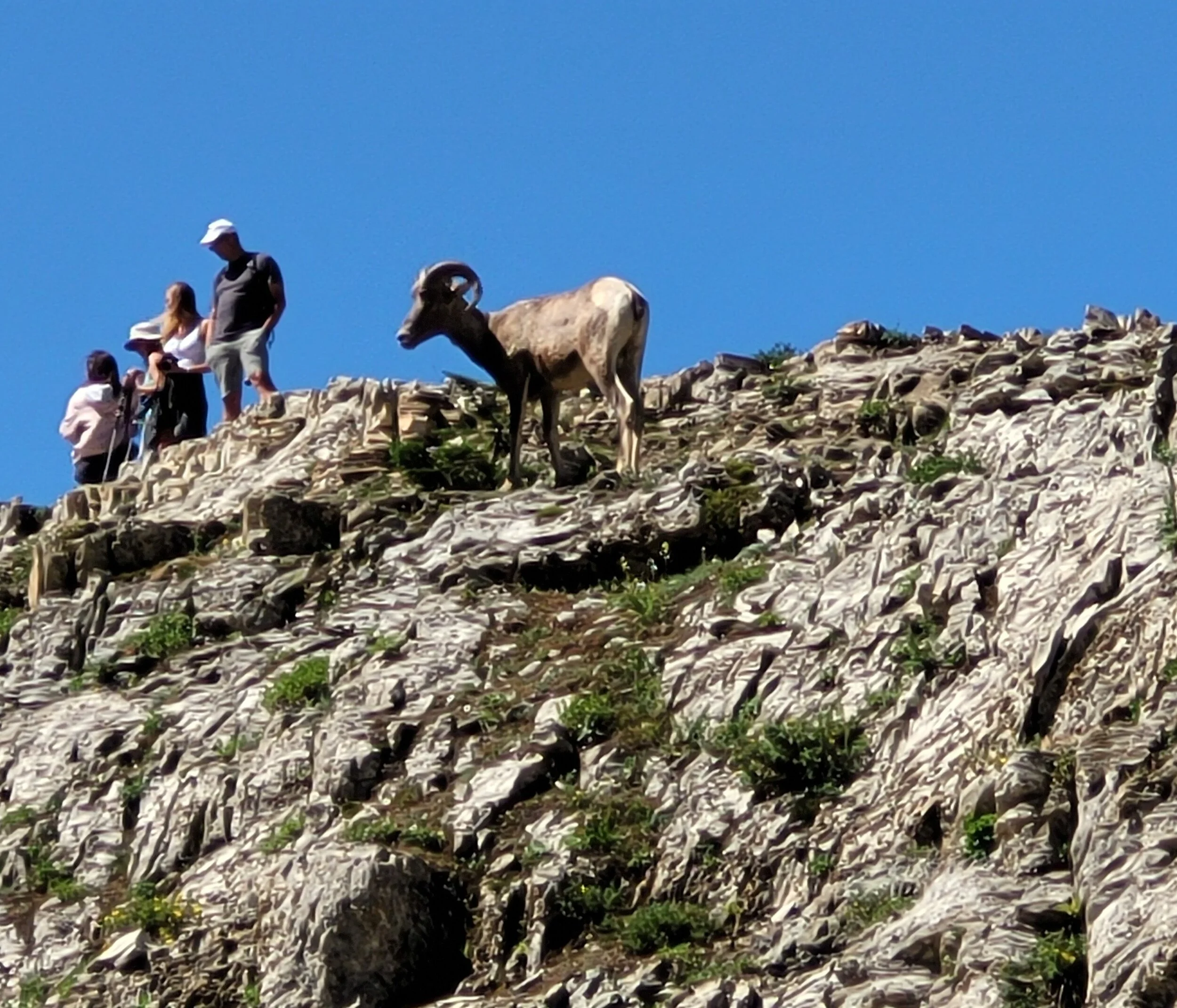 wild_animal_bighorn_sheet.jpg