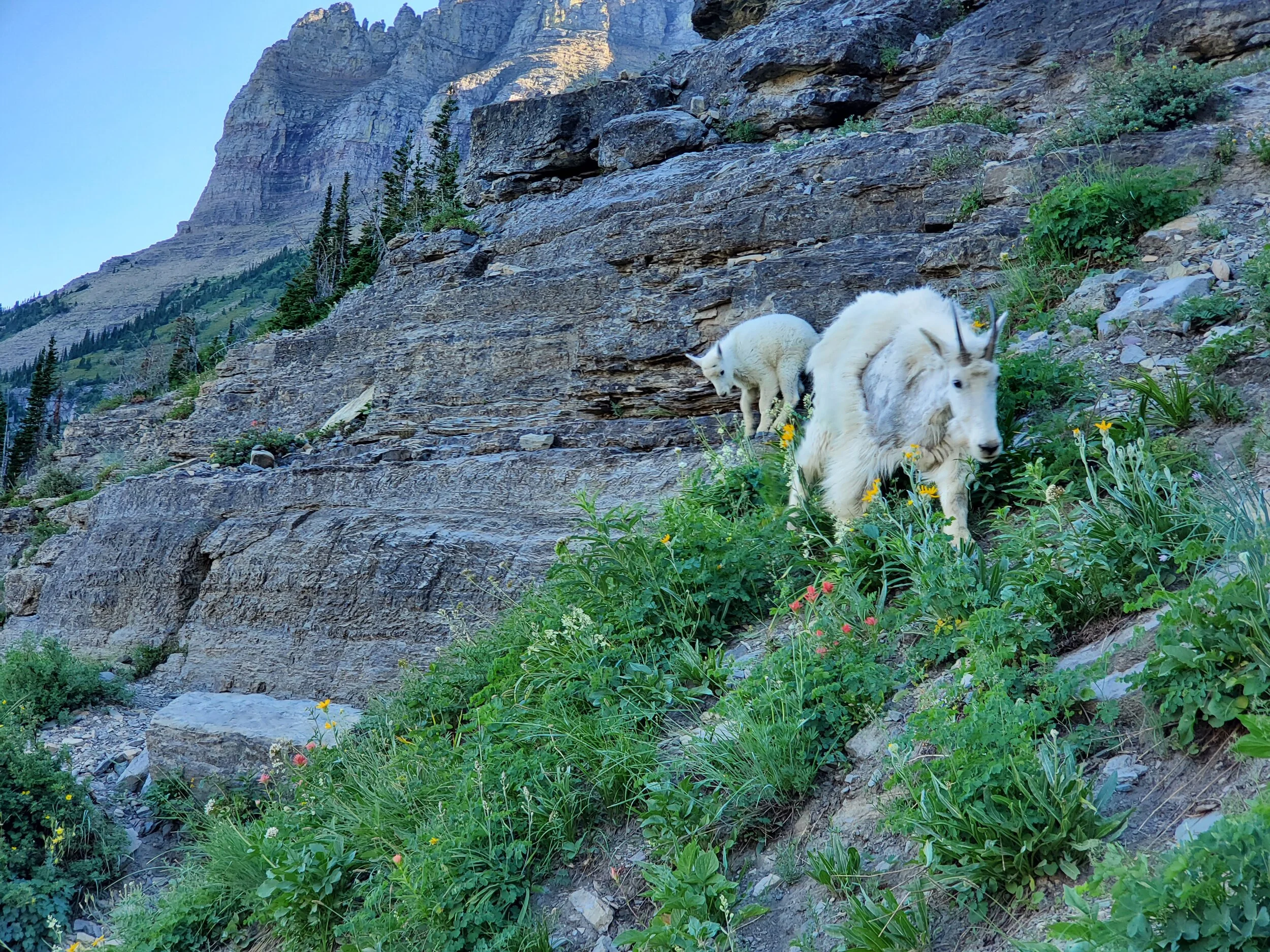 wild_animal_mountain_goat.jpg