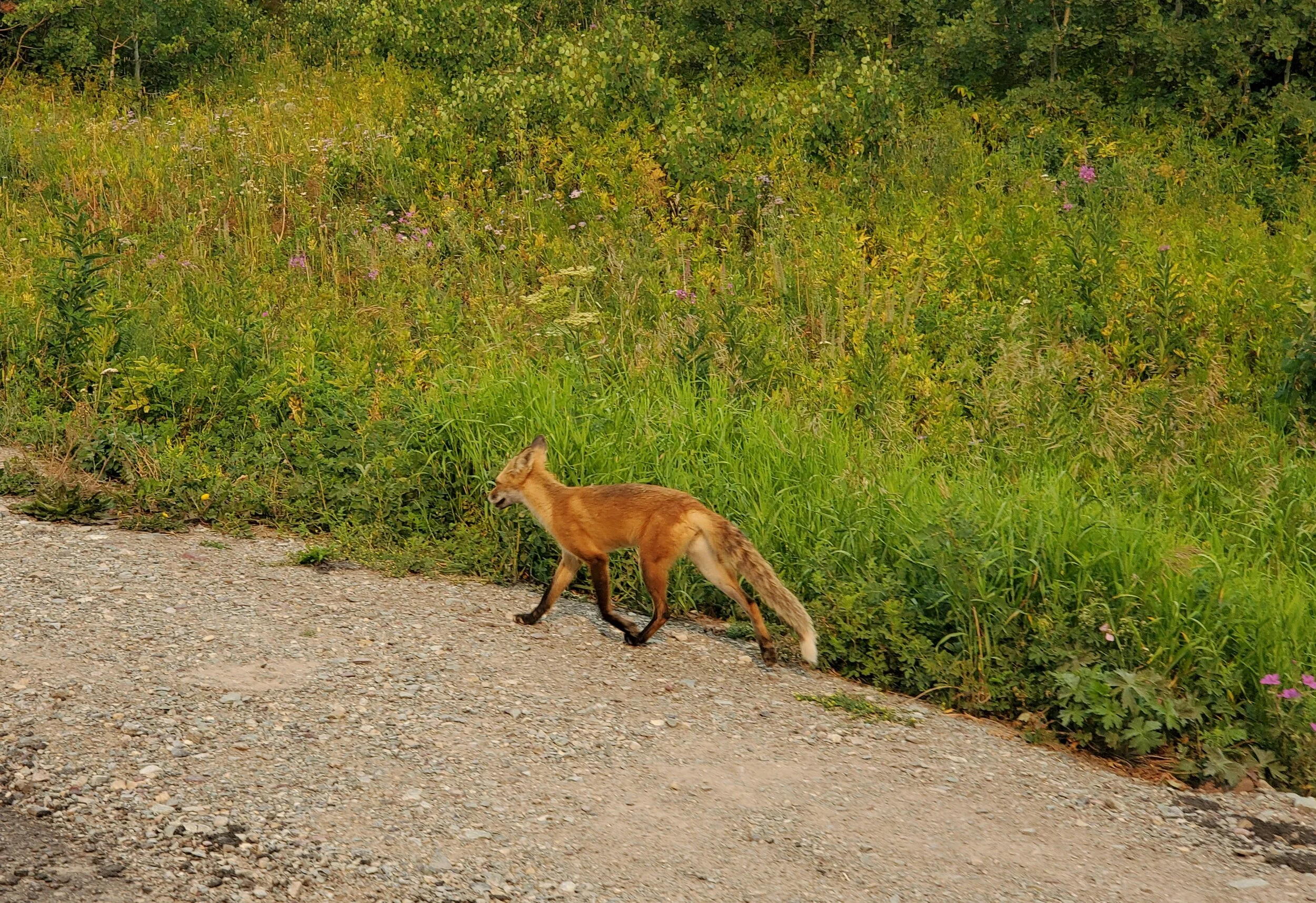 wild_animal_1.jpg