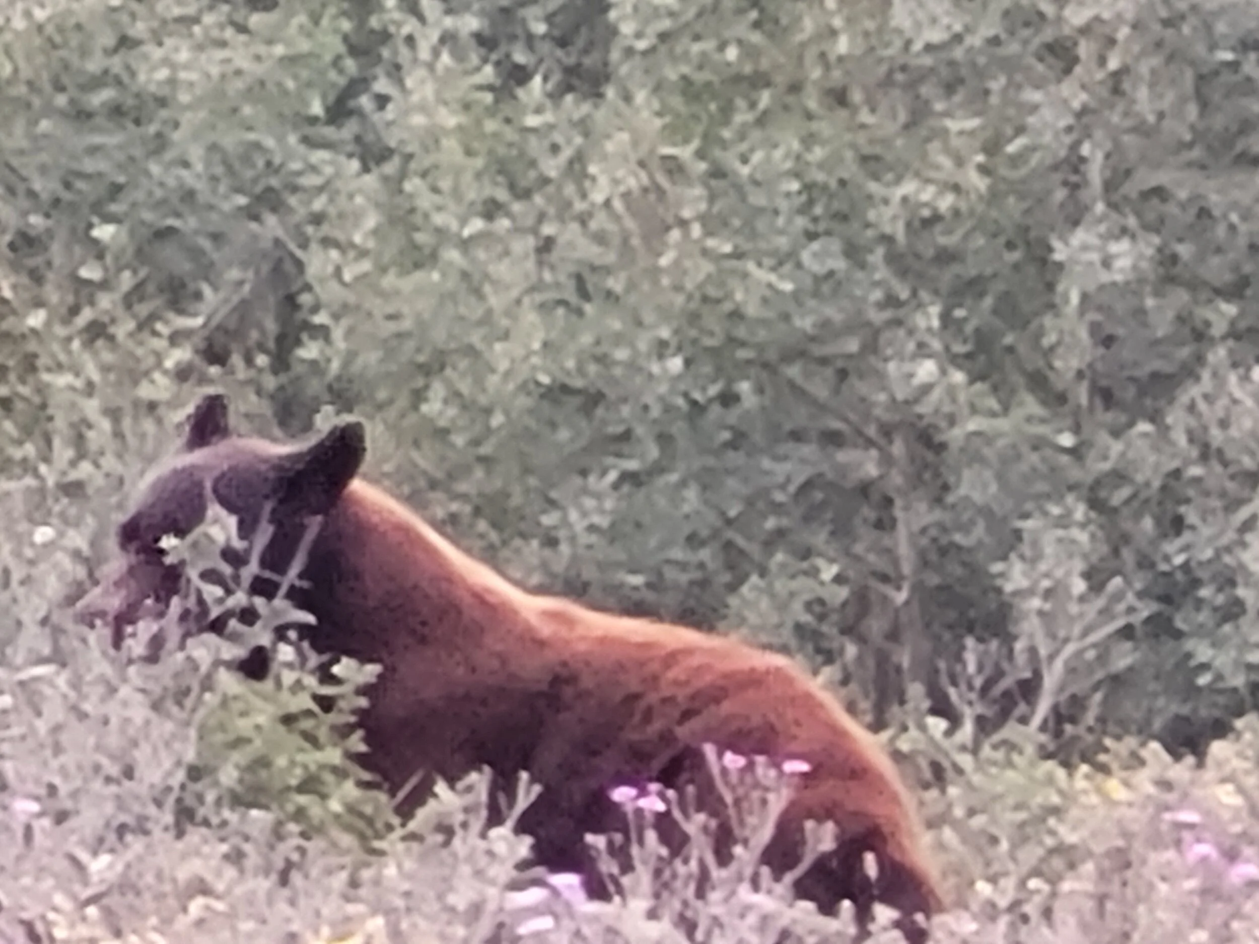 wild_animal_brown_bear.jpg