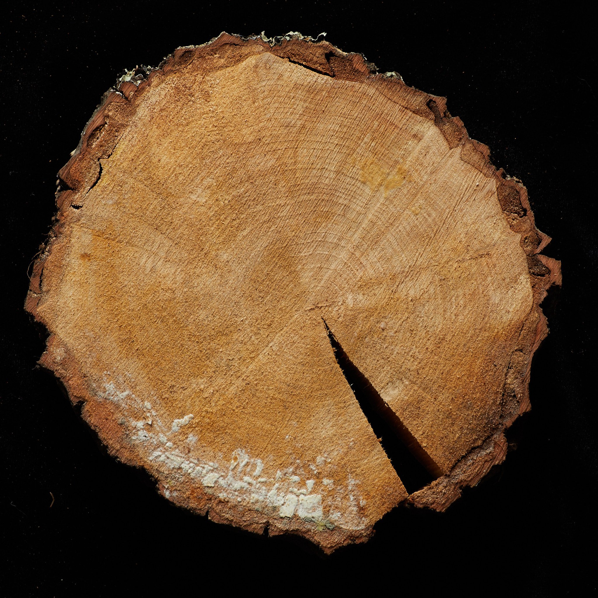 1L4A0330.jpg