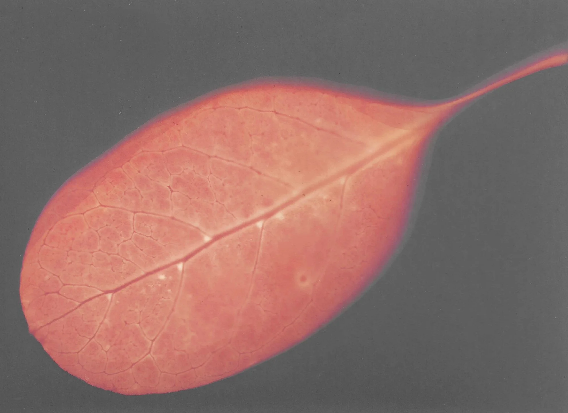 L_V_Taupata: Creeping Mirrorplant (Stoddart) .jpg