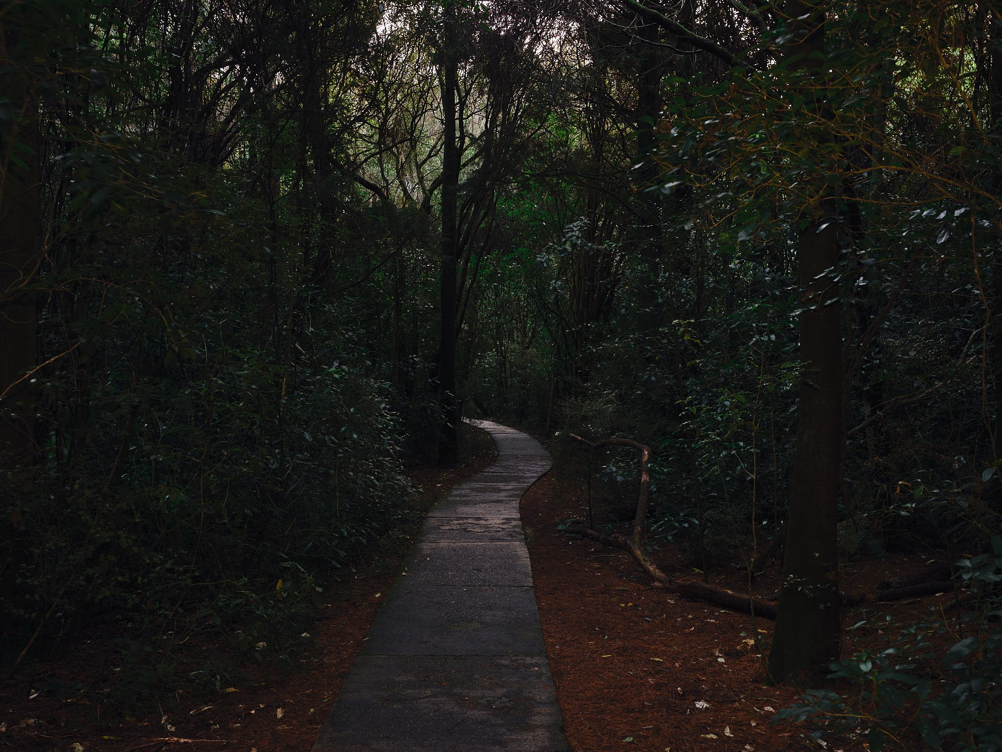 DSCF0158.jpg