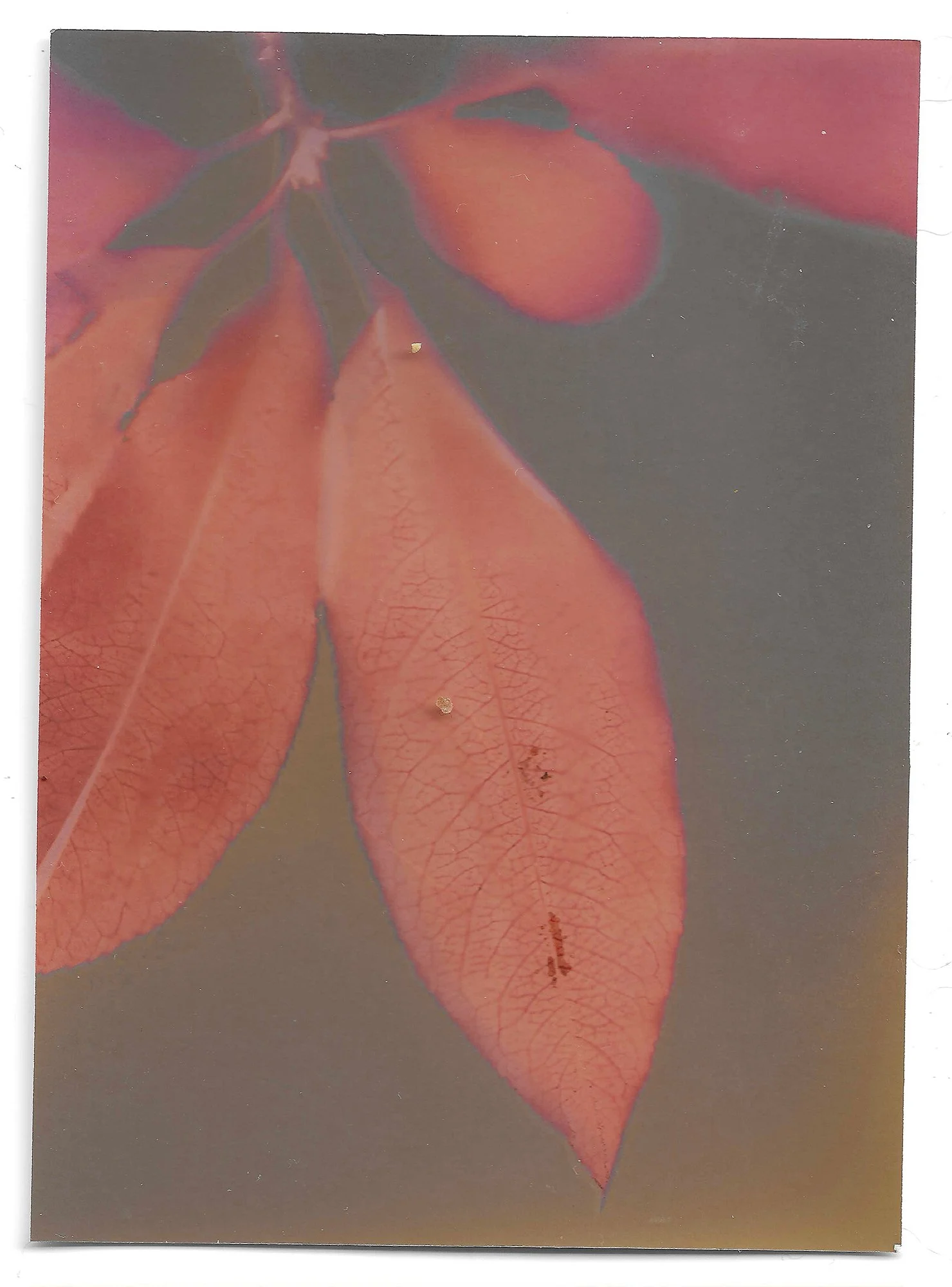 L_Old_Peach_260111 copy.jpg