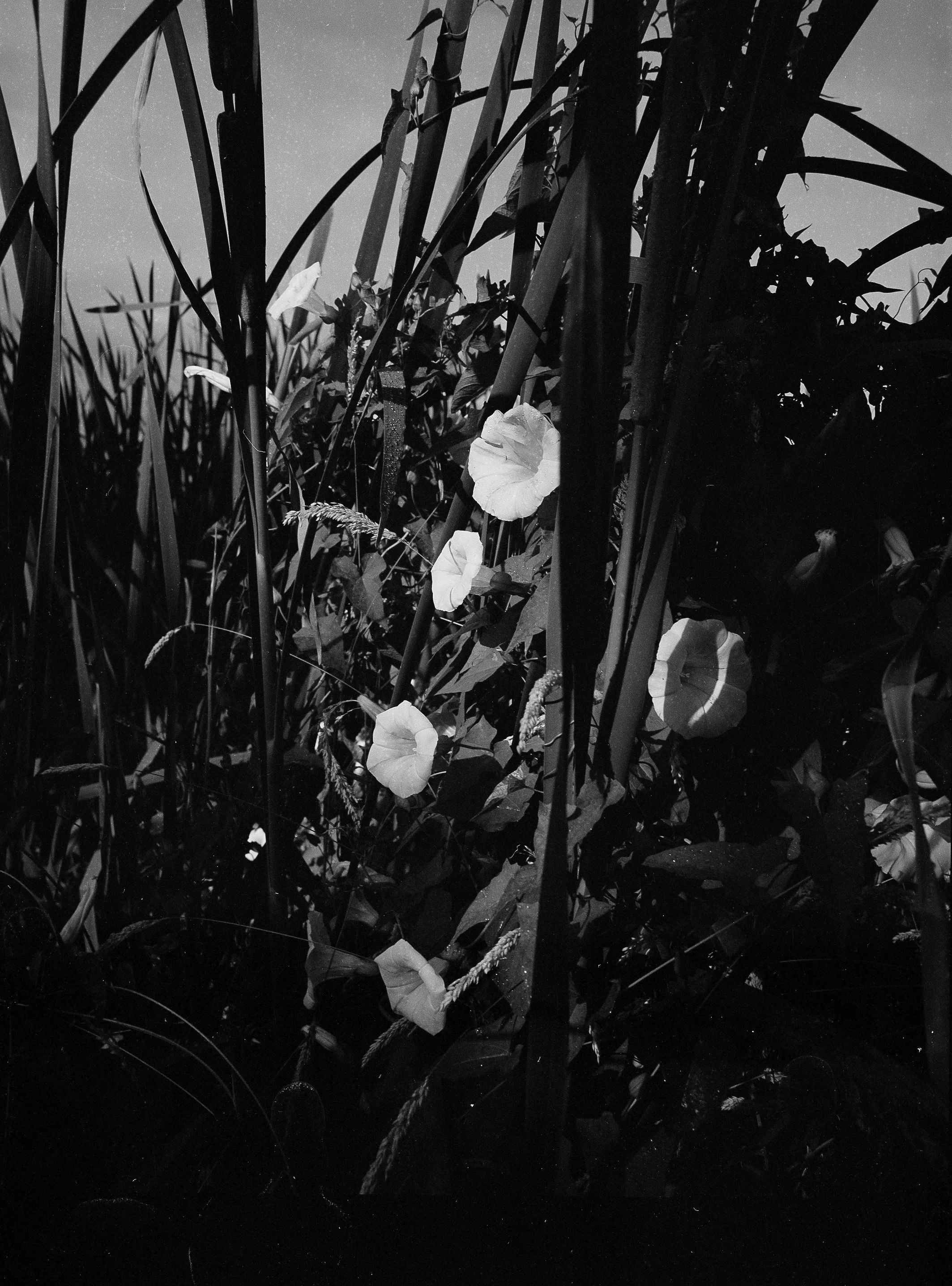 Bindweed copy.jpg