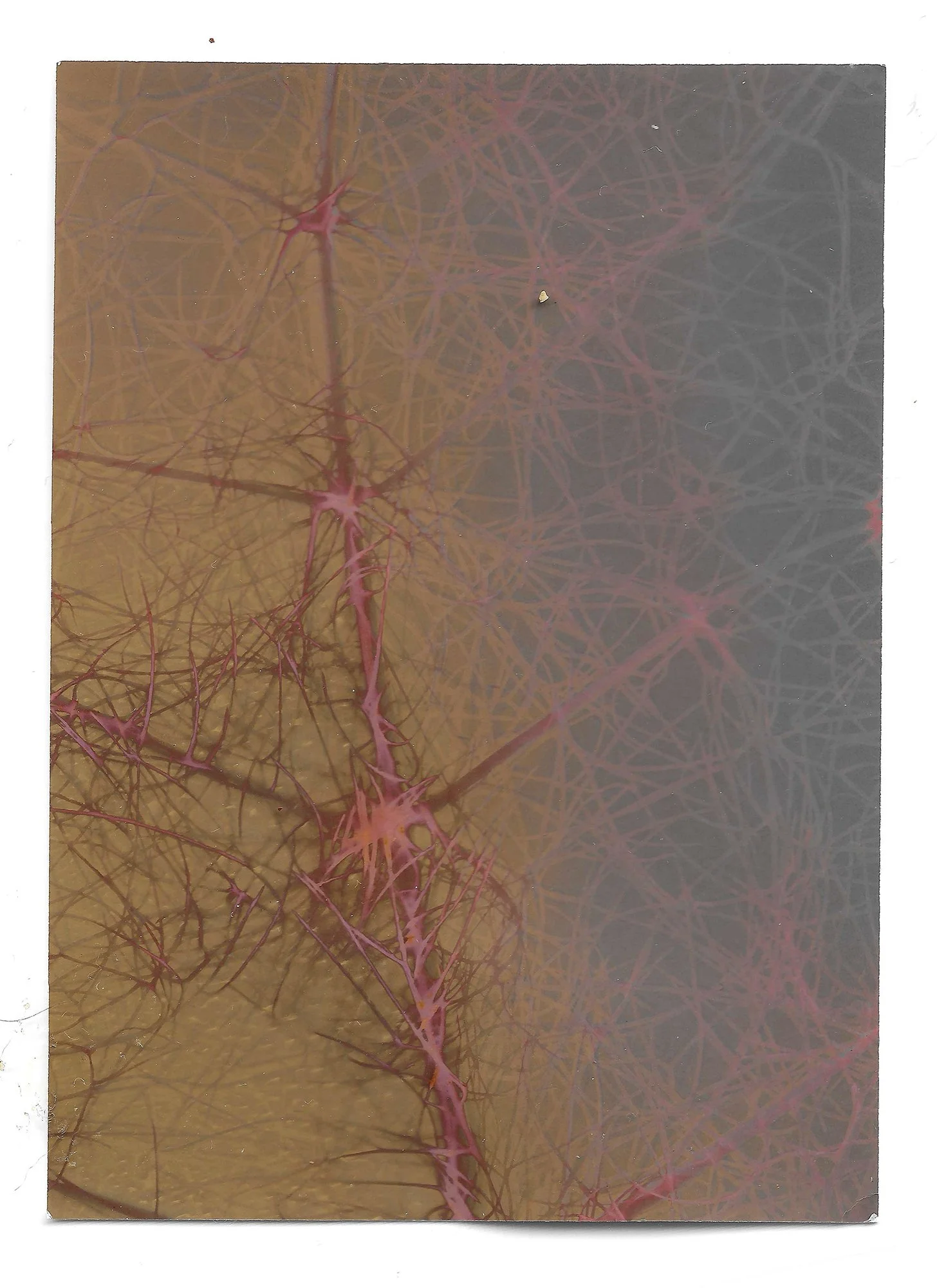 L_Fennel_260111 copy.jpg