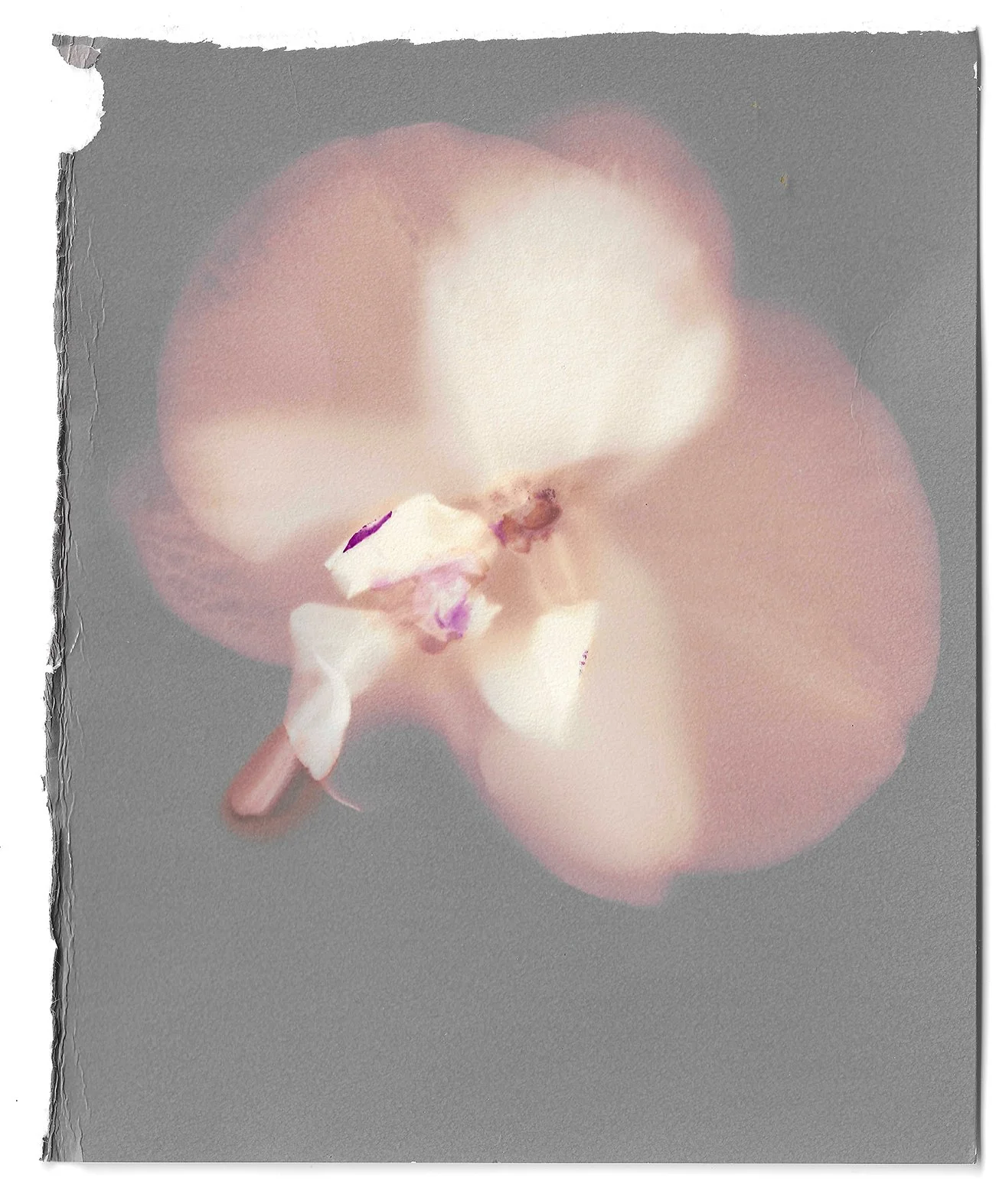 L_Orchid1Portirgia.jpg