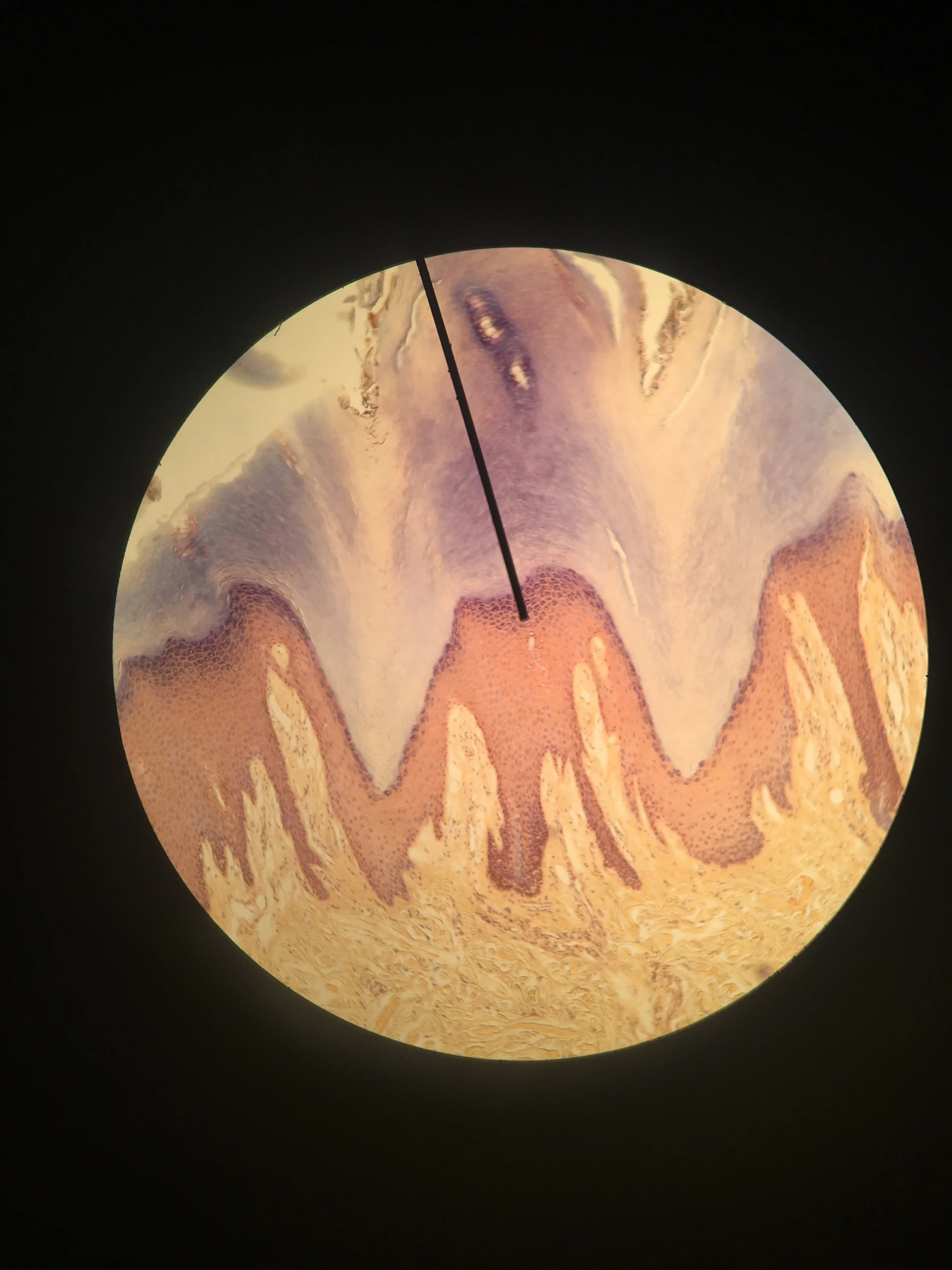 gotta love microscope labs