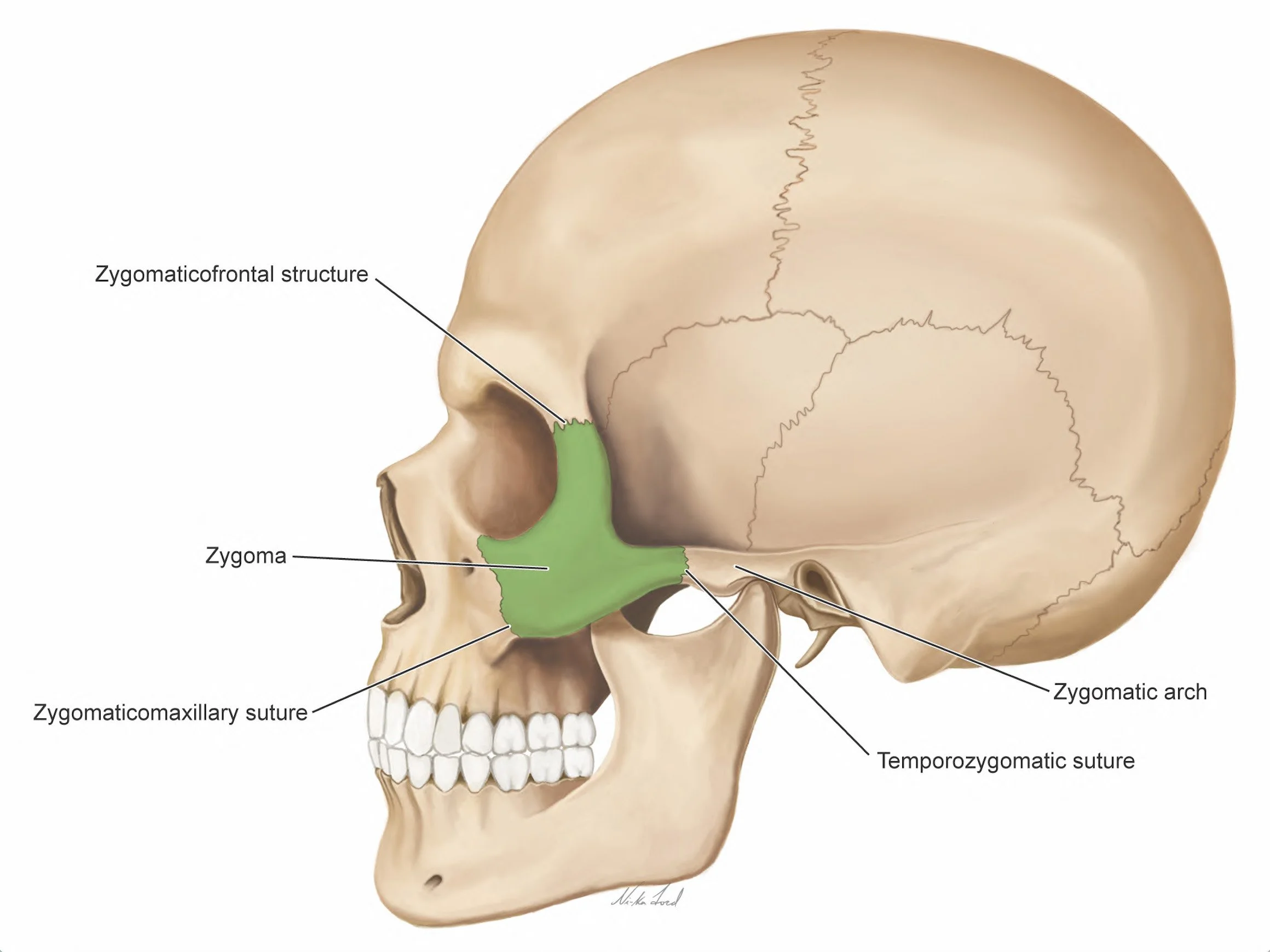 Zygomatic Rim Anatomical illustration — Ni-ka Ford