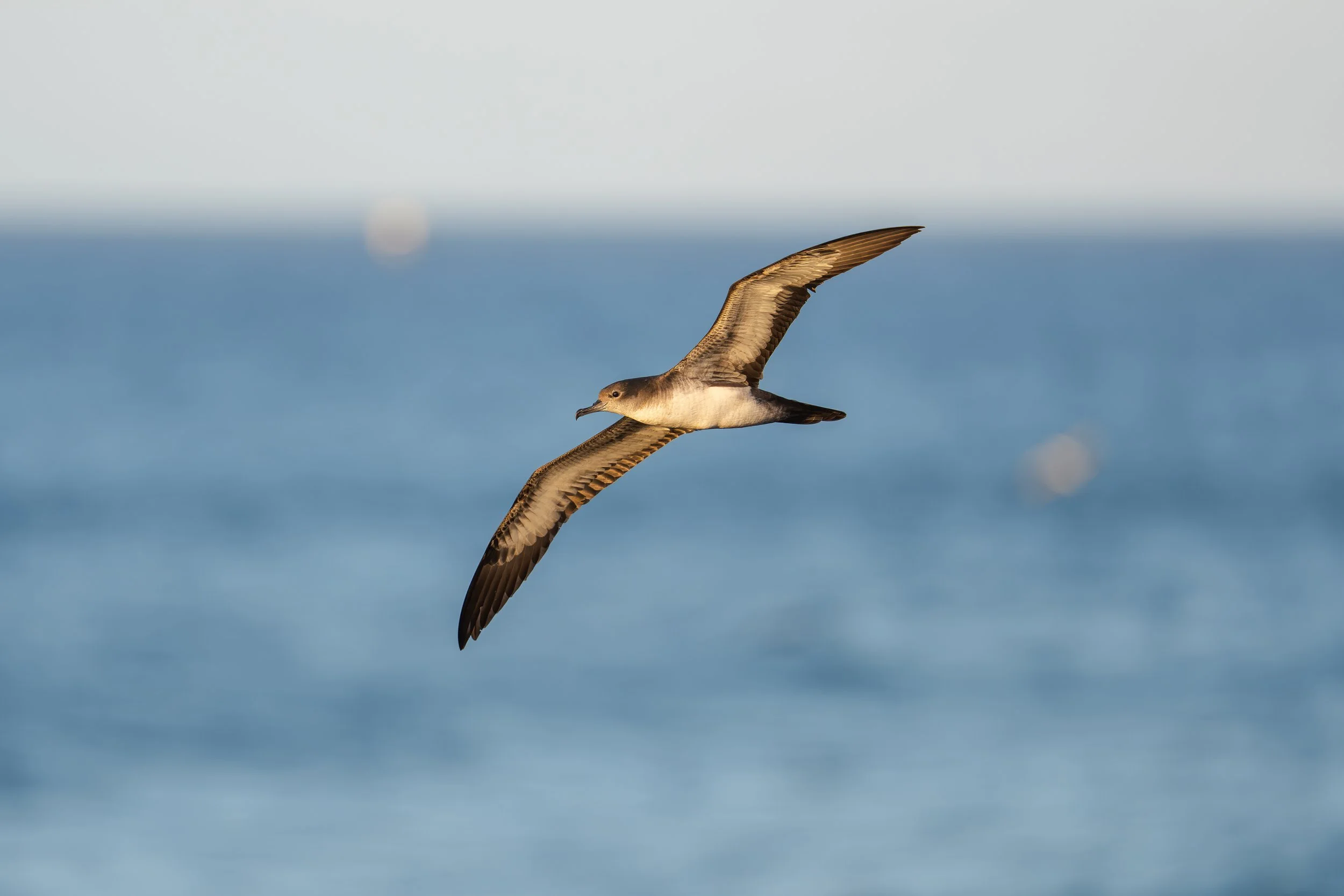 Wedge-tailed Shearwater