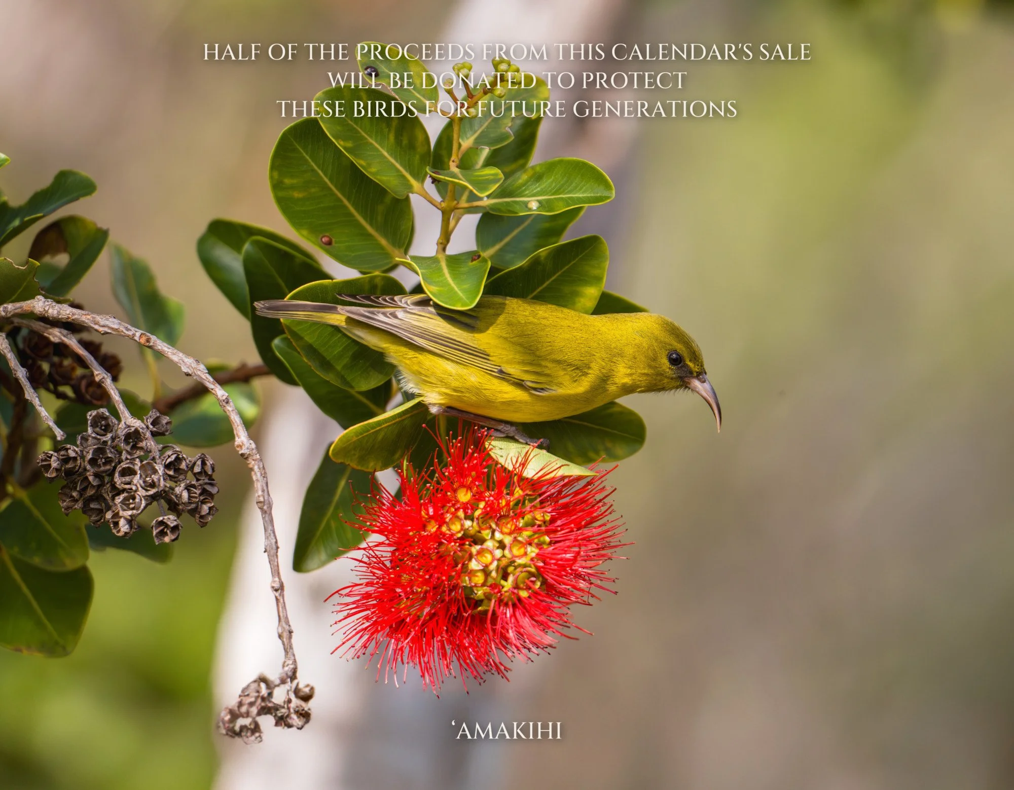 13-back-cover.jpg
