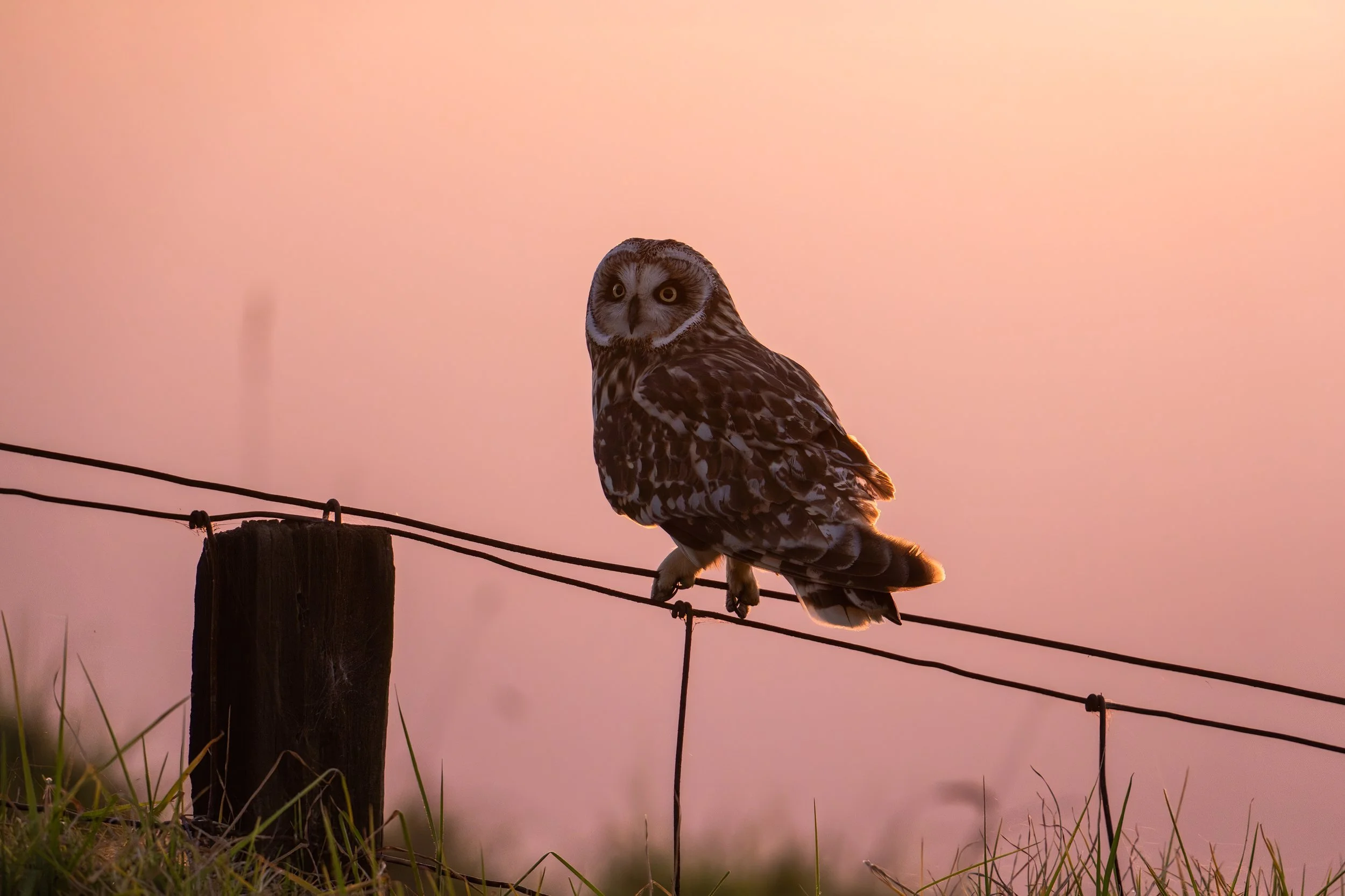 Golden Hour Guardian
