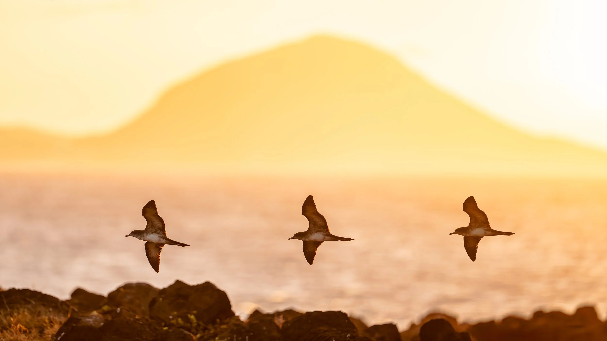 'Ua'u Kani at Sunrise