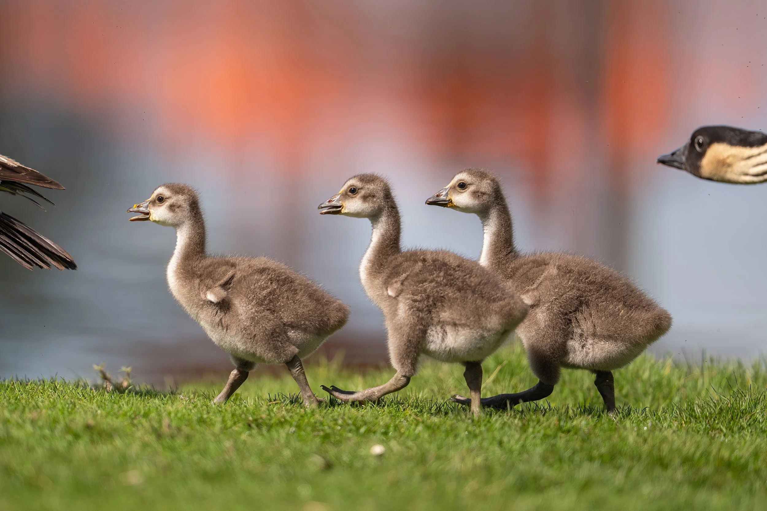 Nēnē See, Nēnē Do