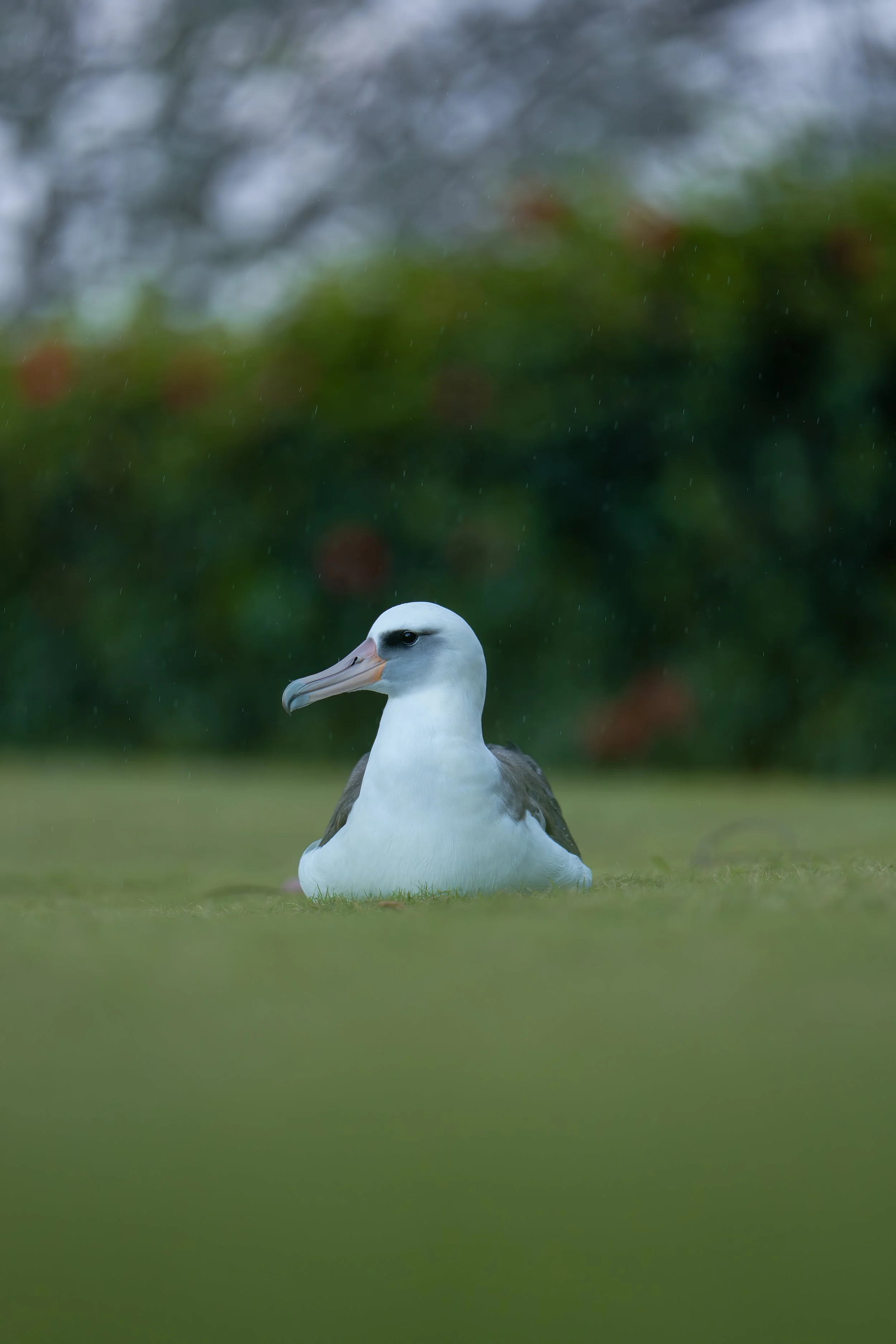 Princeville Princess