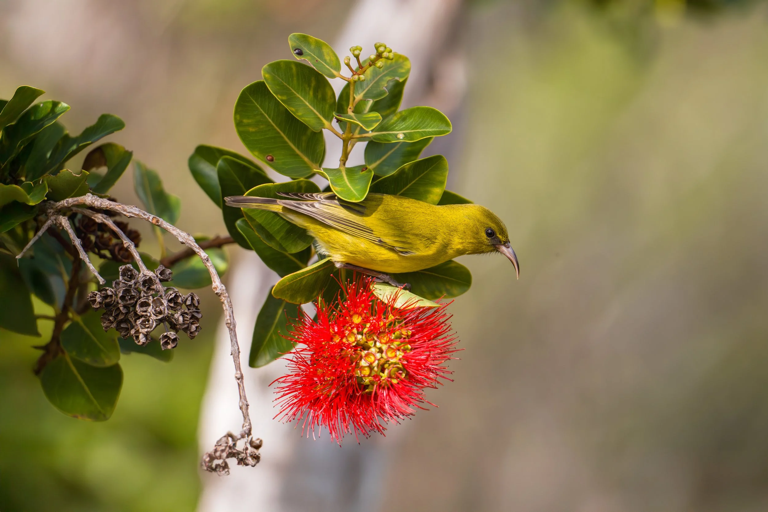 O‘ahu ʻAmakihi on ʻŌhiʻa