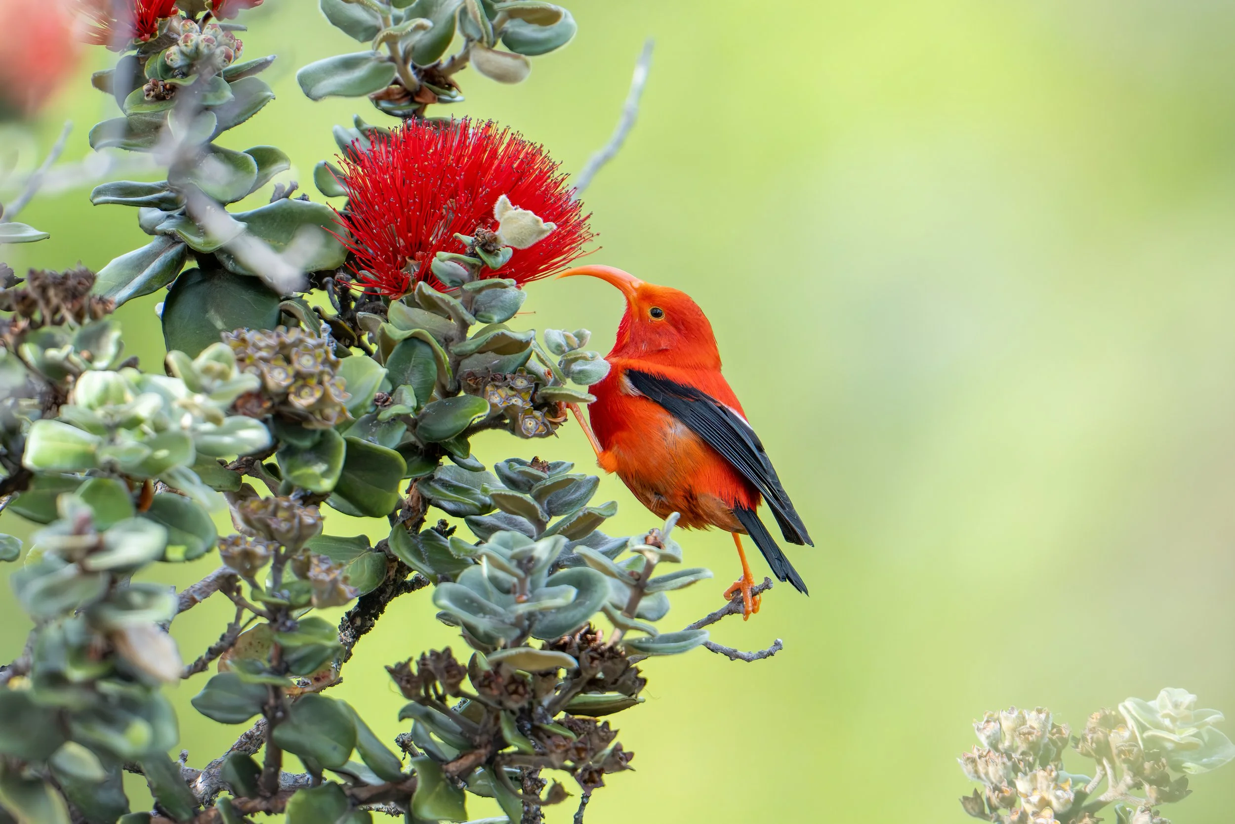 Master of the 'Ohi'a